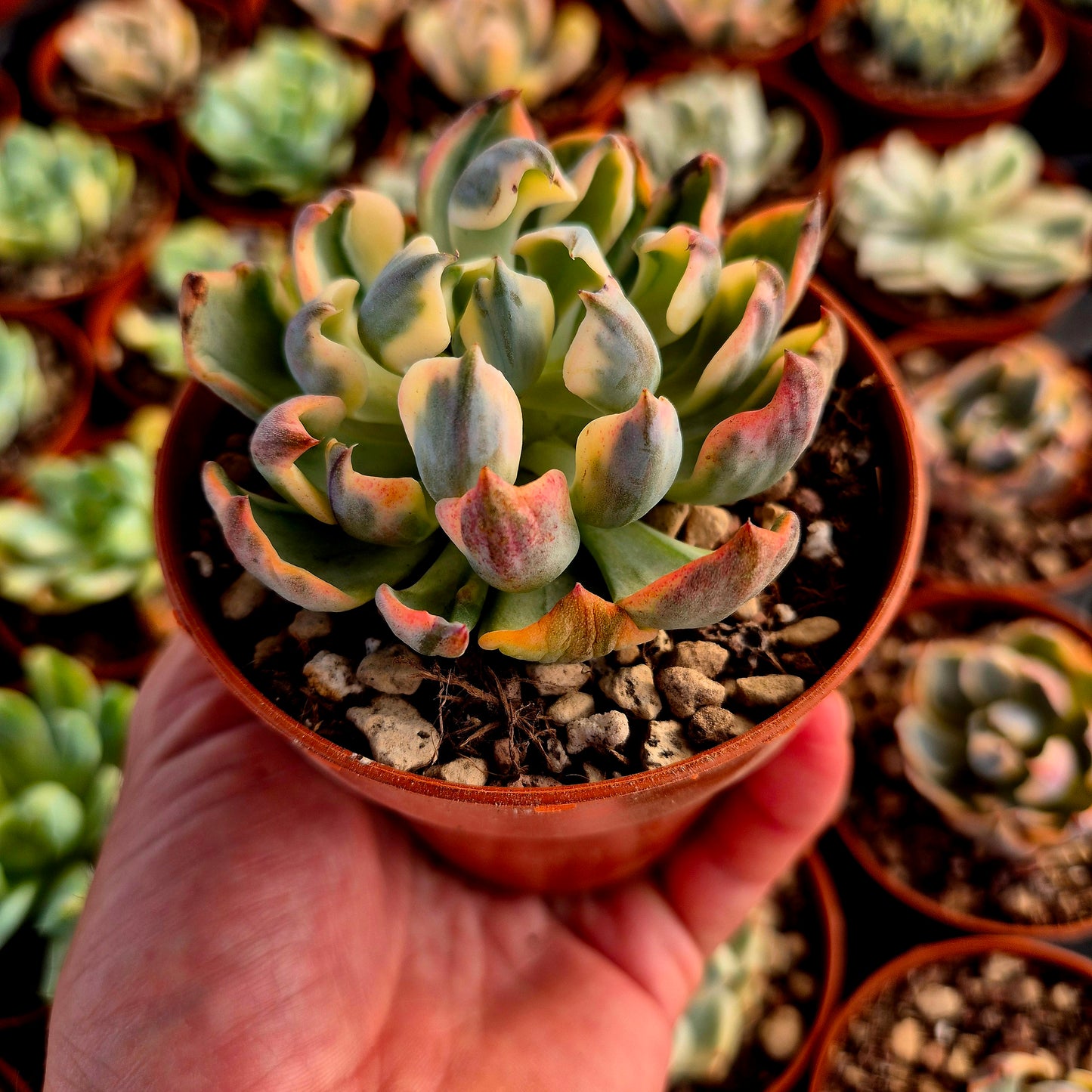 Echeveria "Raindrops" panaché