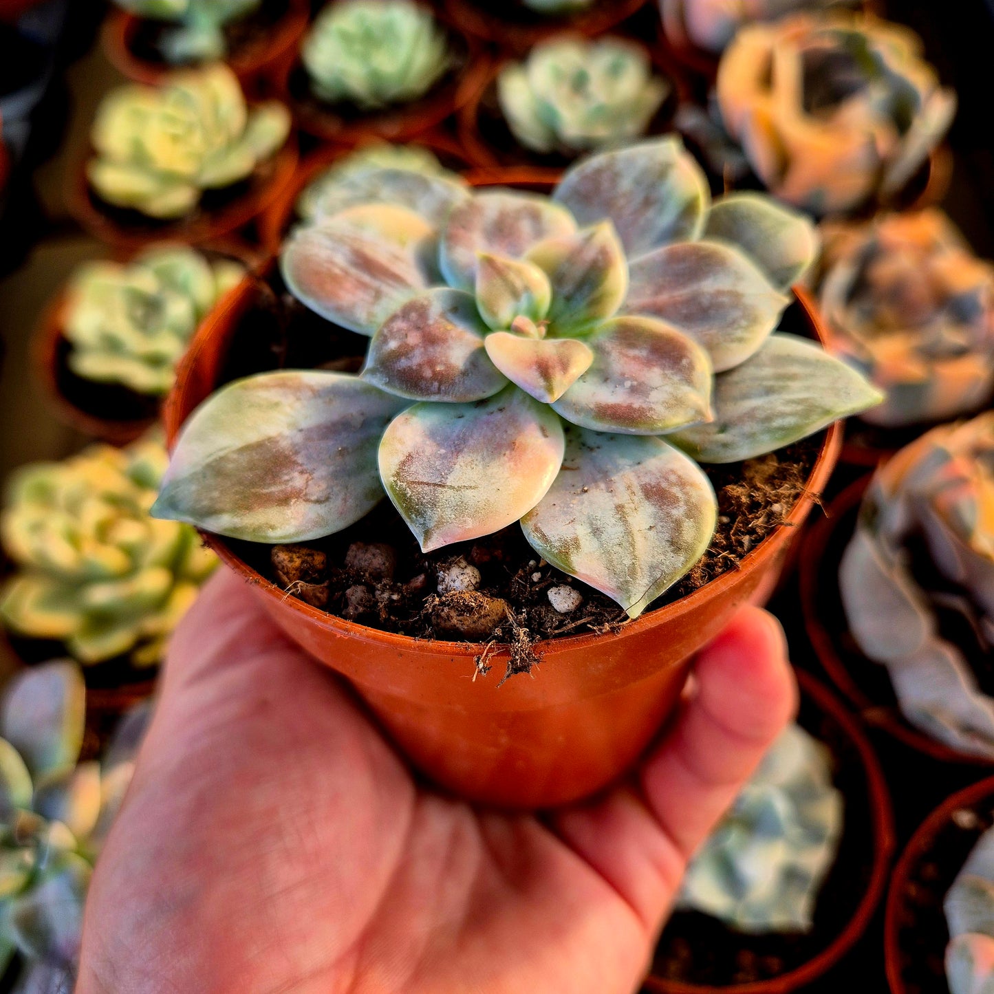 Graptopetalum superbem panaché