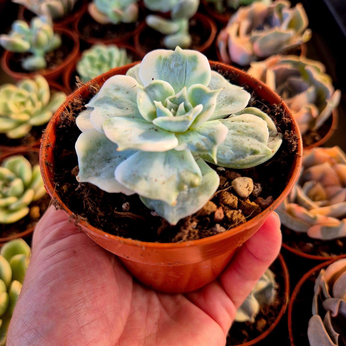 Echeveria lilas panaché