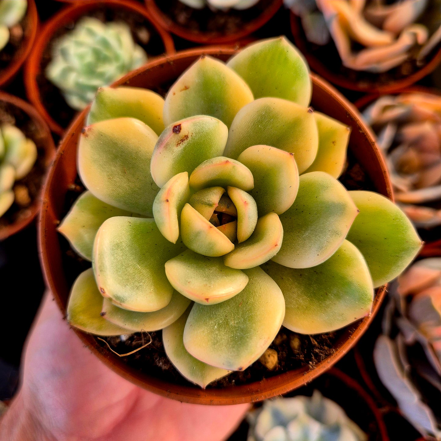 Echeveria "Puli-lindsayana" variegada