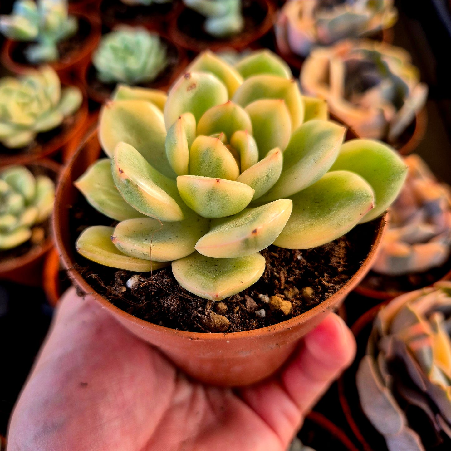 Echeveria "Puli-lindsayana" variegada