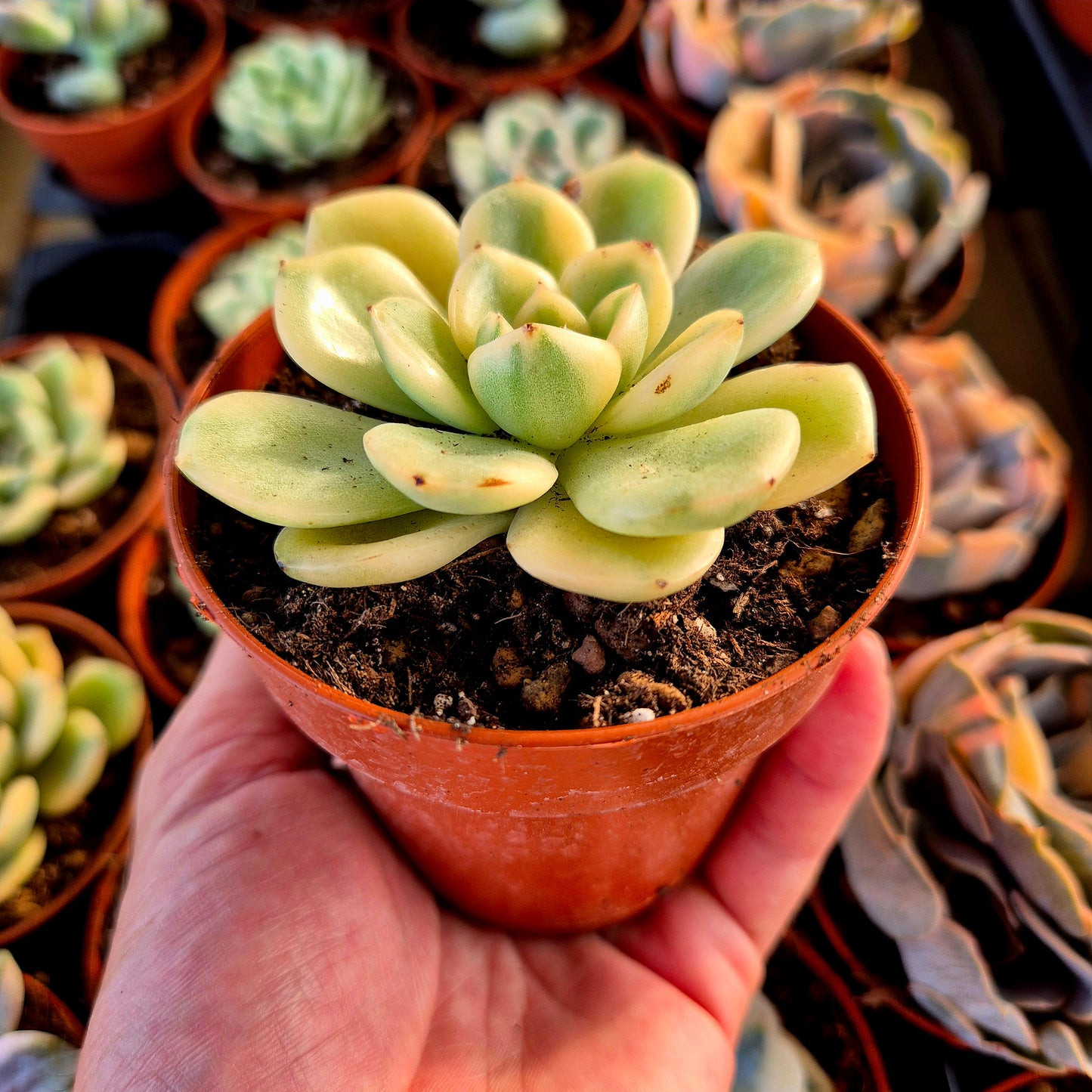 Echeveria "Puli-lindsayana" panachée