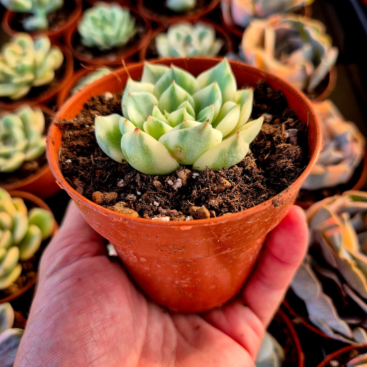 Echeveria "Tito" variegata