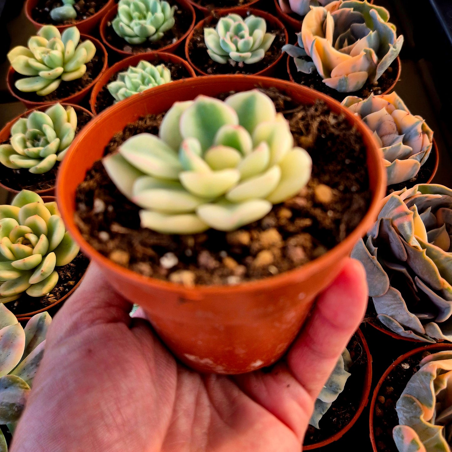 Echeveria "Pink Crystal" variegada