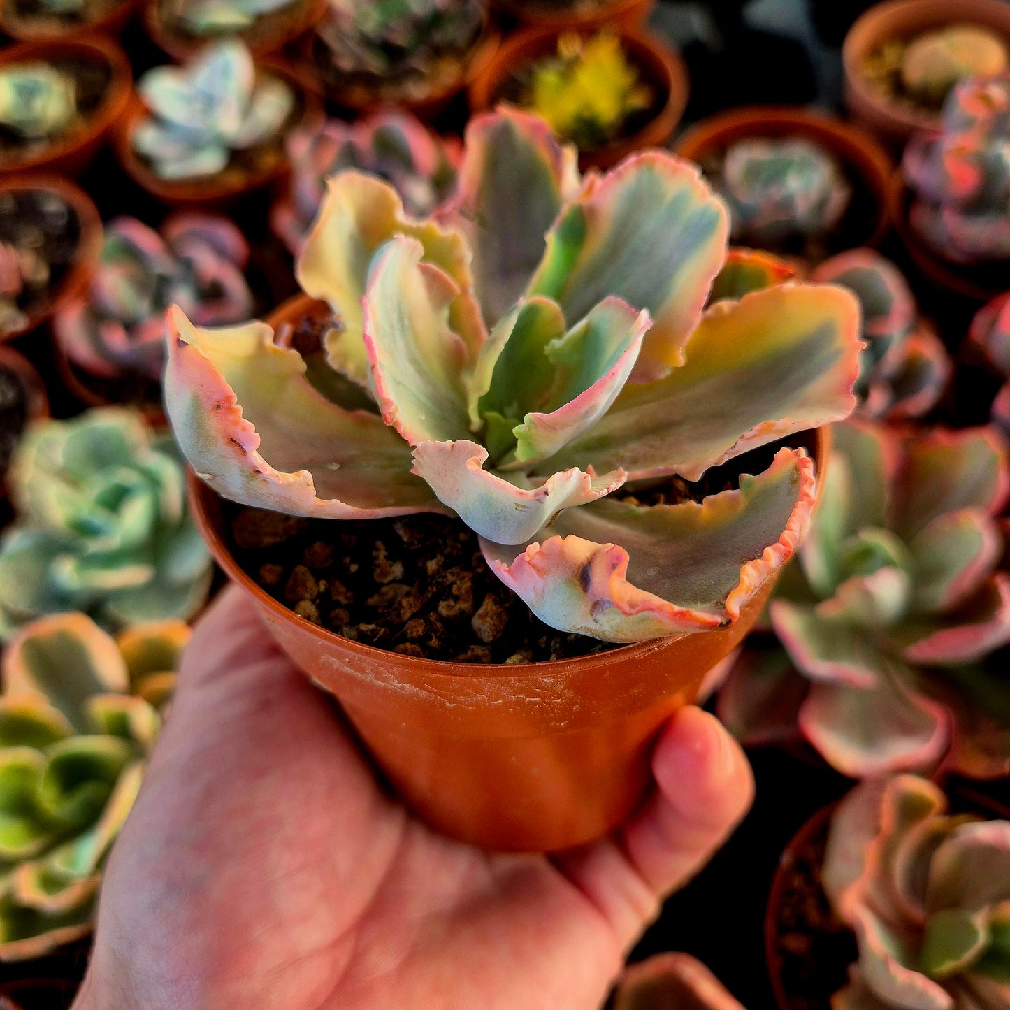 Echeveria « Chantilly Marginata » panachée