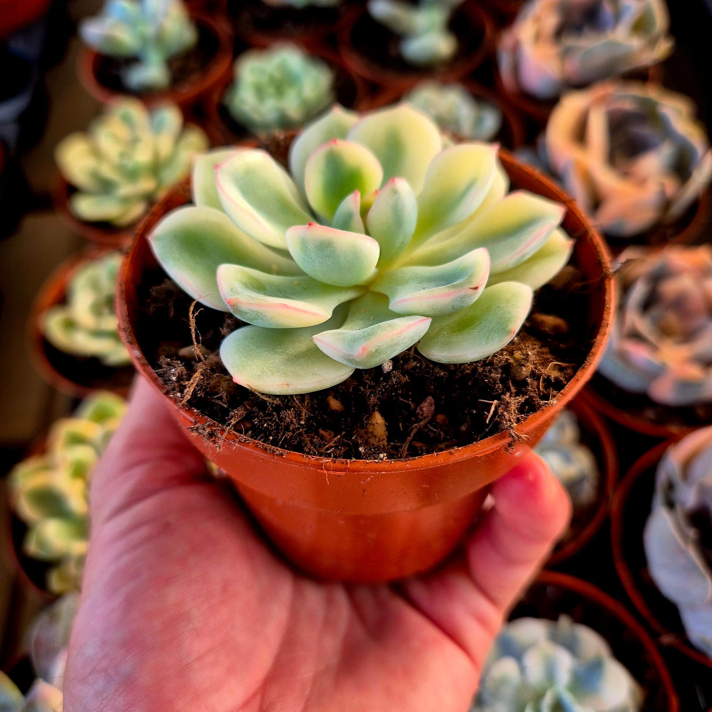 Echeveria « Pink Crystal » panaché