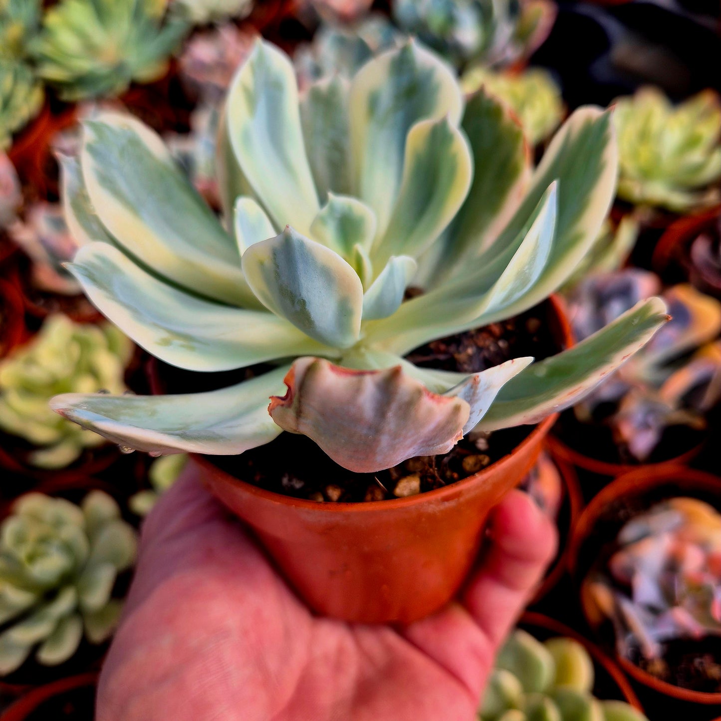Echeveria "Imbricata" panaché
