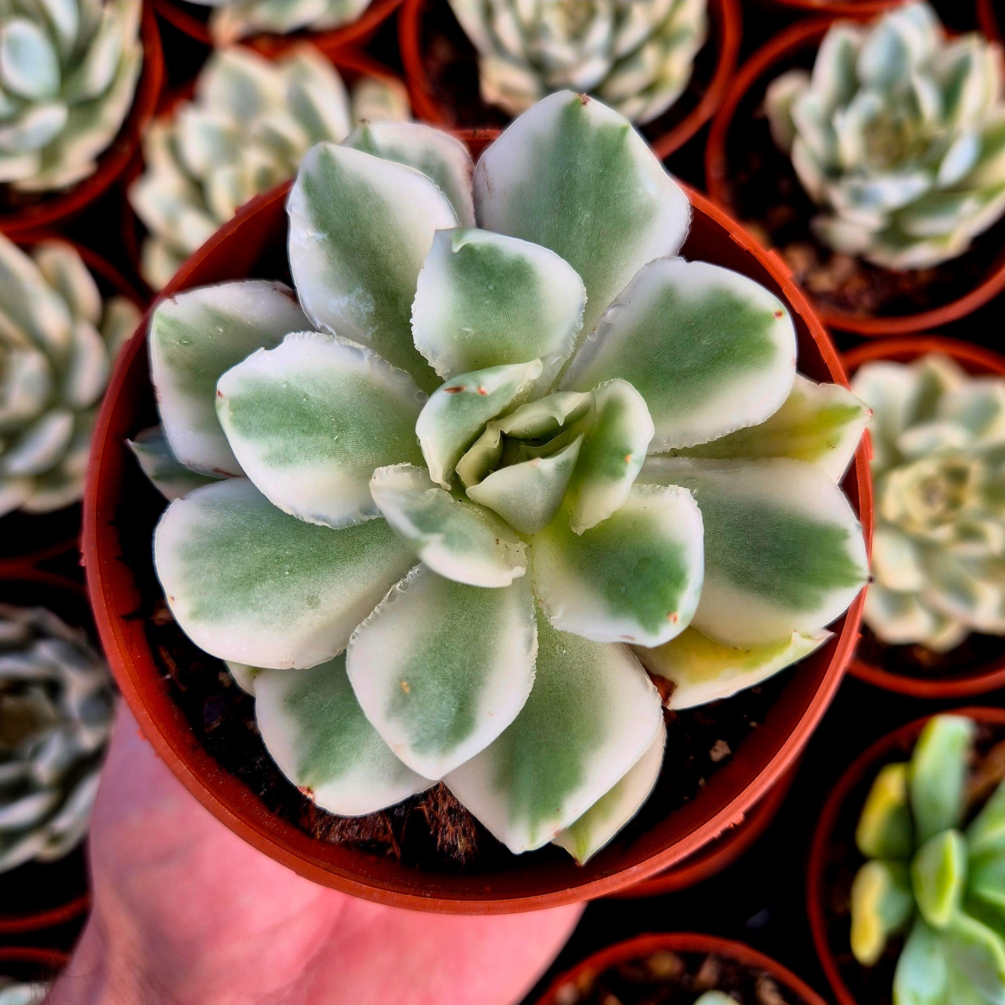 Echeveria « Purple Butterfly » panaché