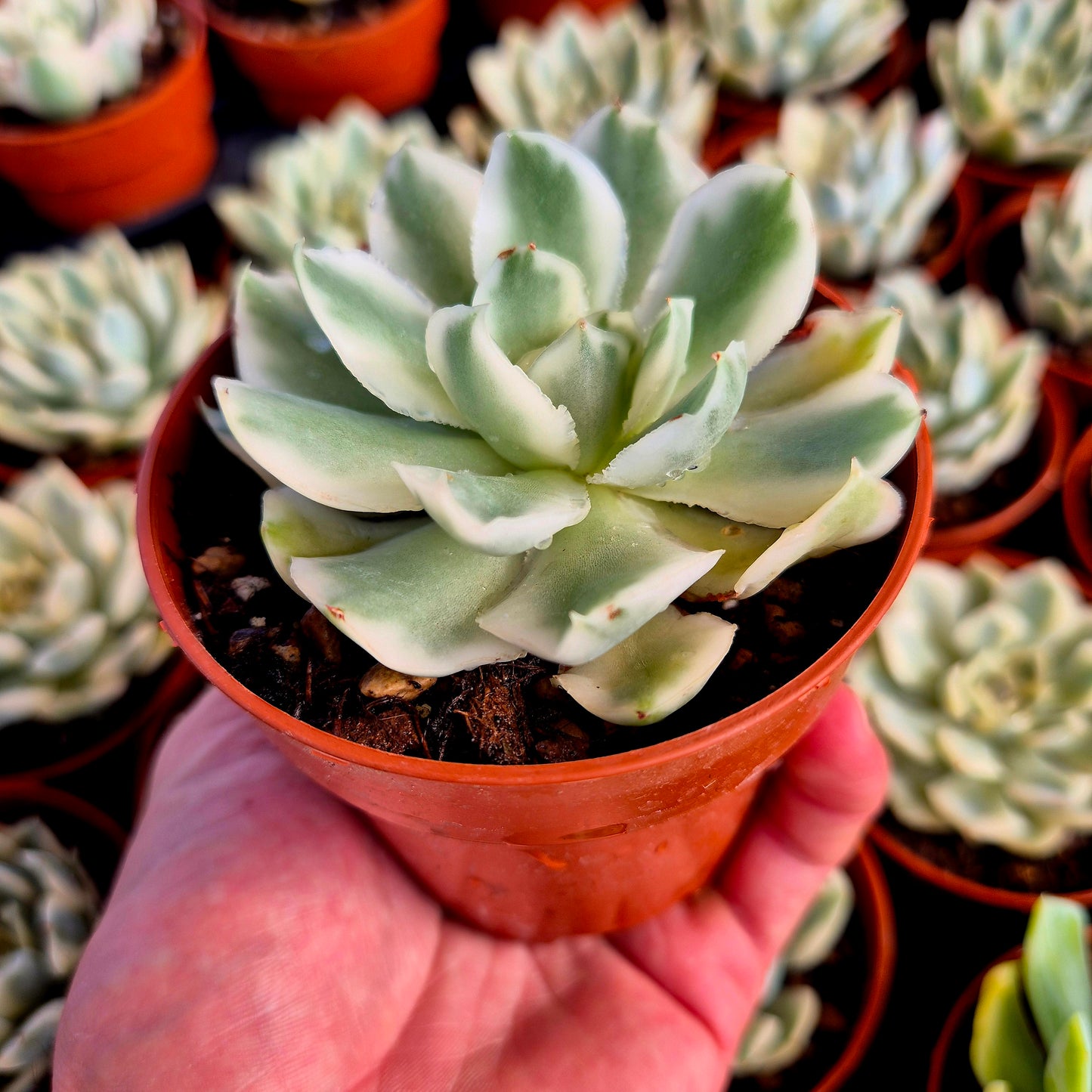 Echeveria « Purple Butterfly » panaché