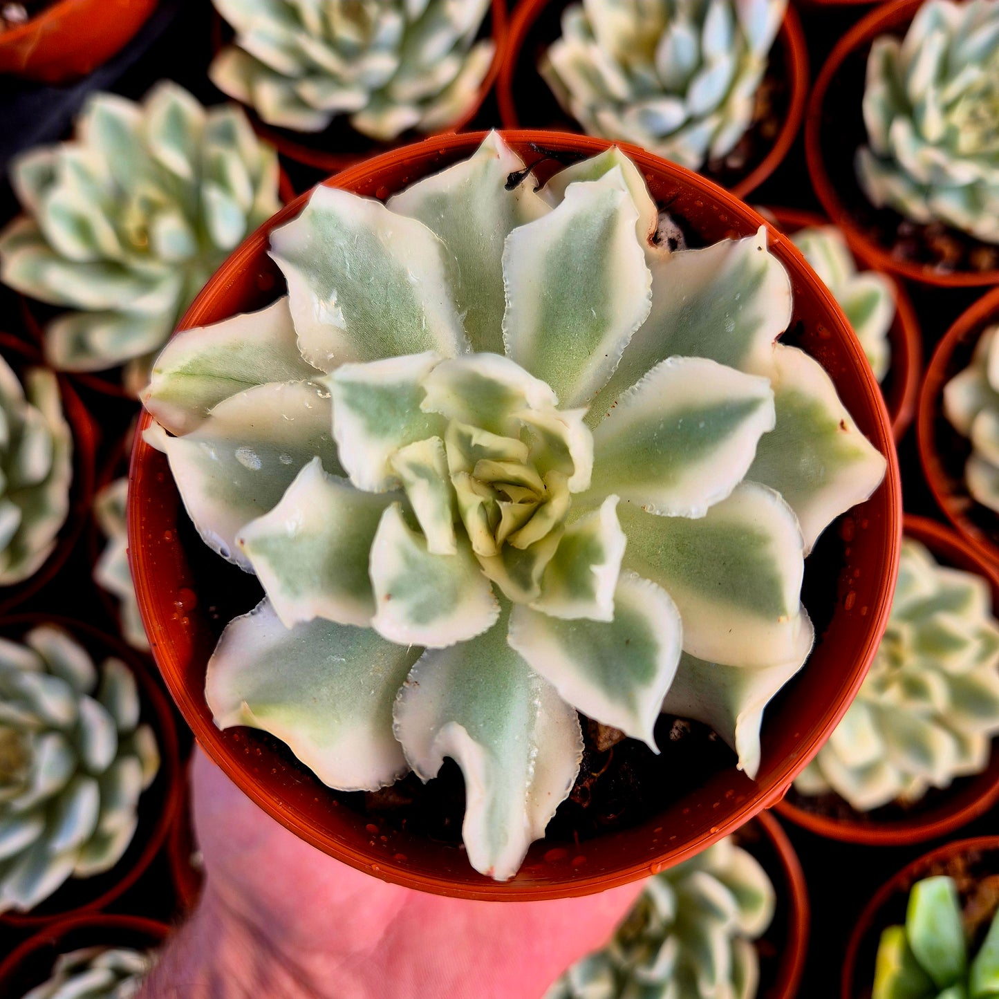 Echeveria "Purple Butterfly" variegada