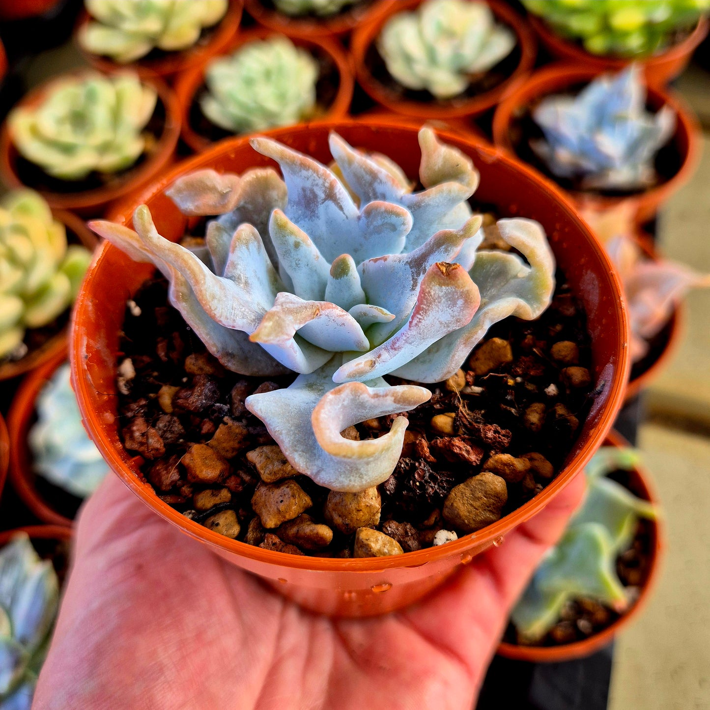 Echeveria « Queen Crown »