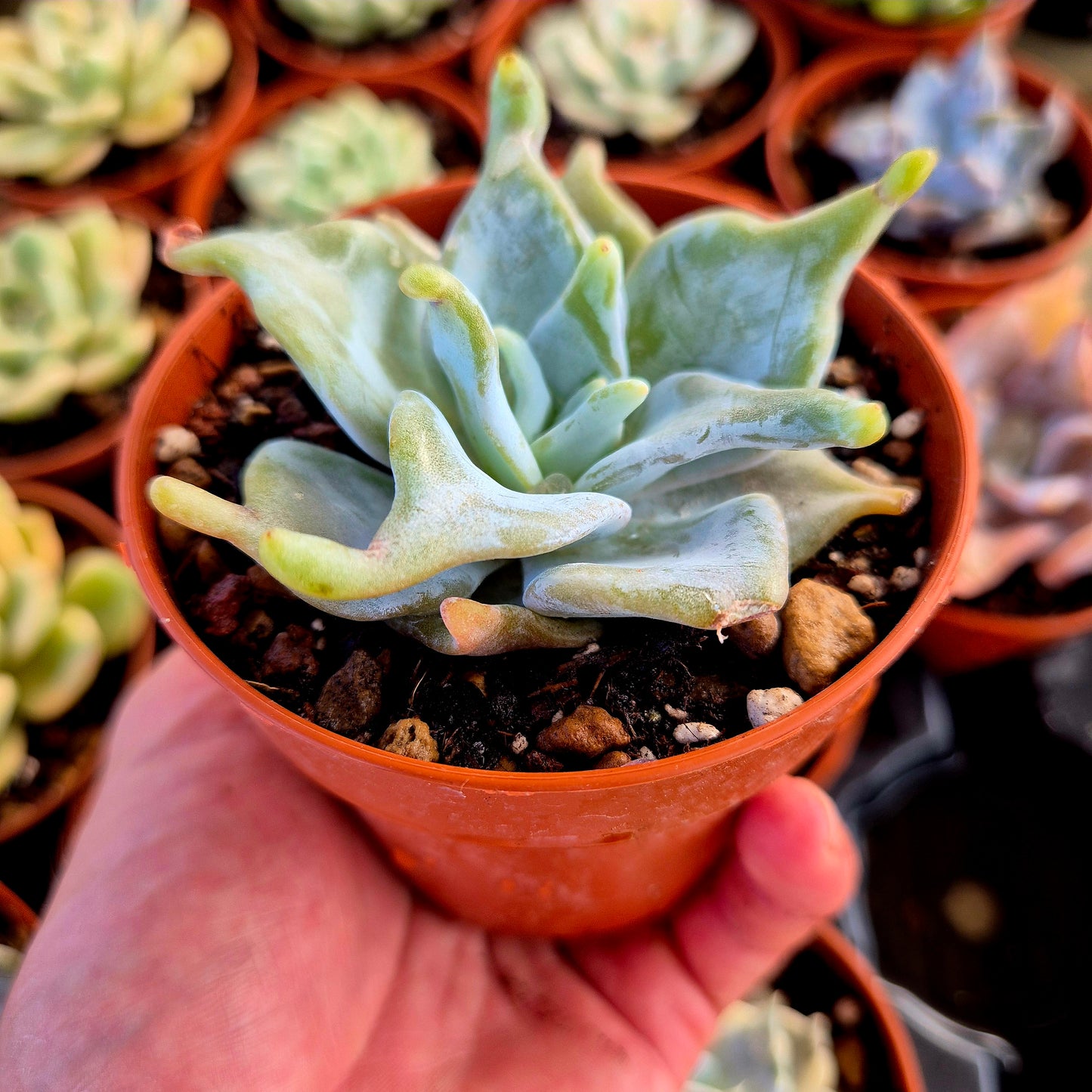 Echeveria "Queen Crown"
