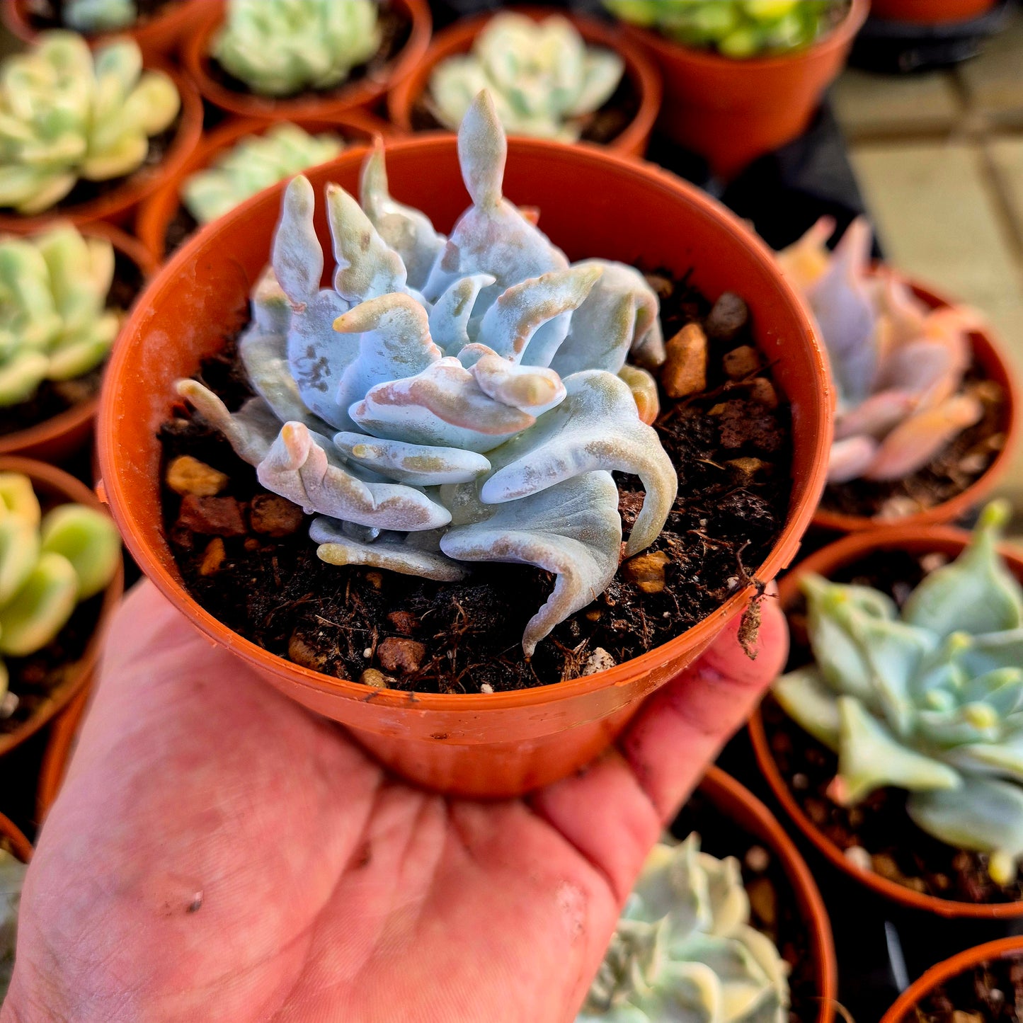 Echeveria "Queen Crown"