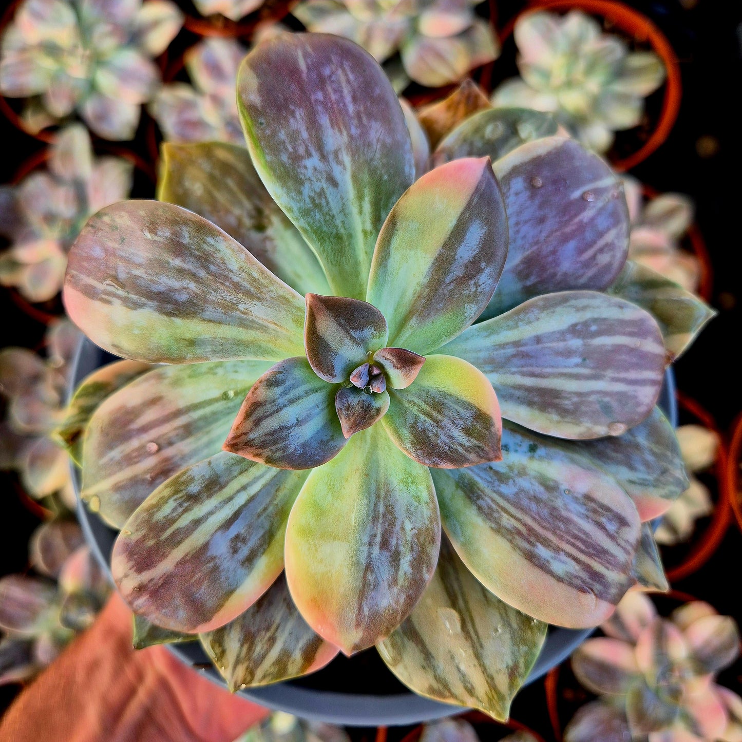 Graptopetalum superbum variegato