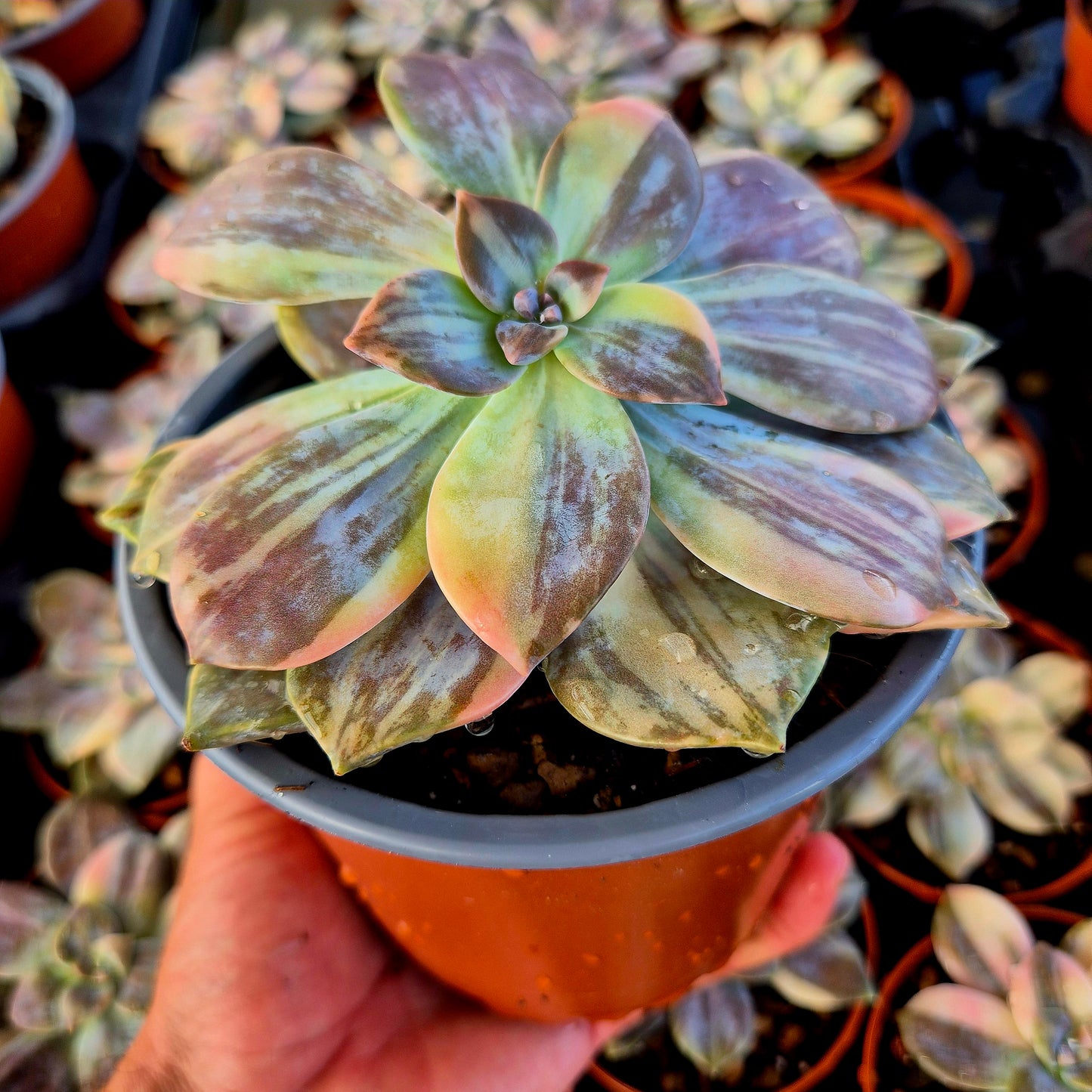 Graptopetalum superbum variegato