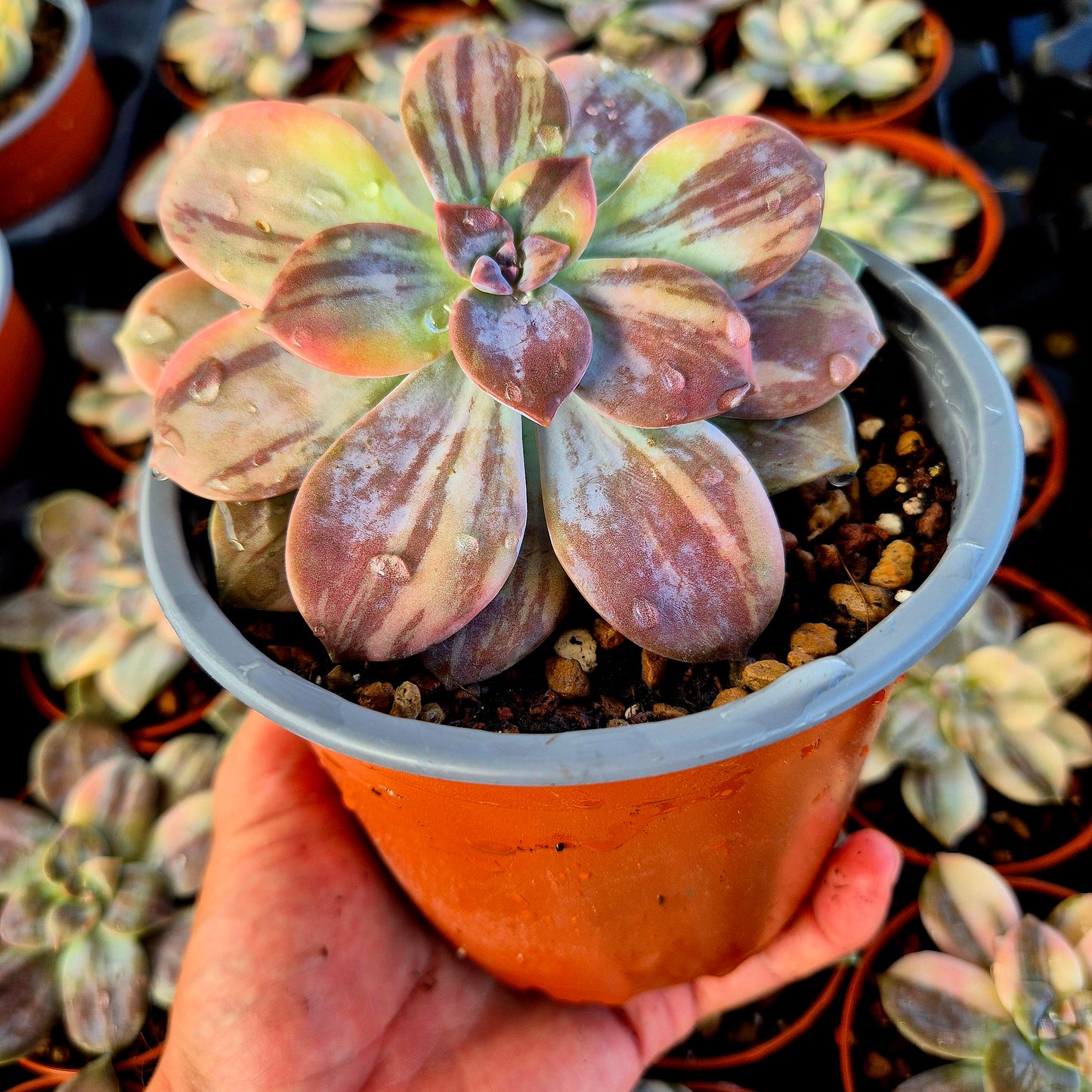 Graptopetalum superbum variegato