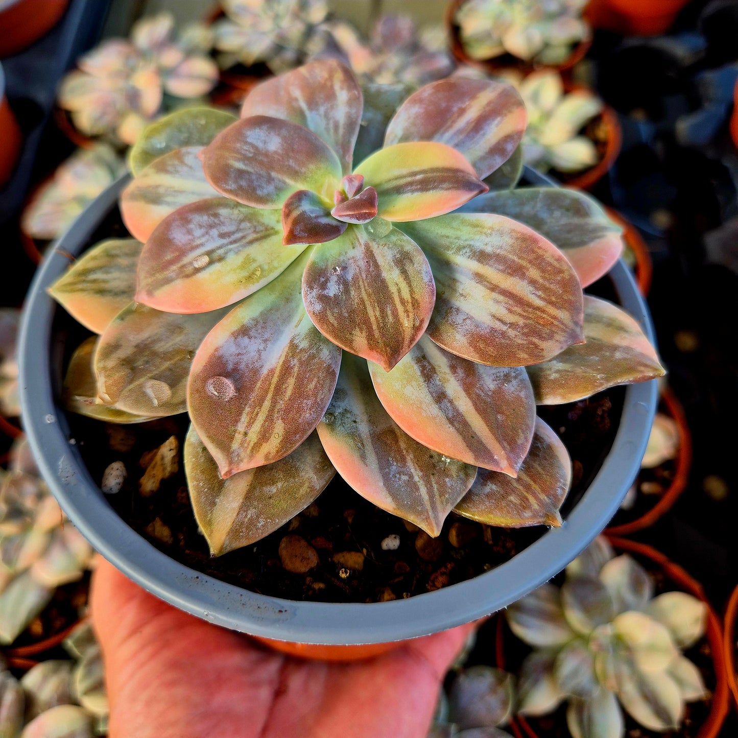 Graptopetalum superbum variegato
