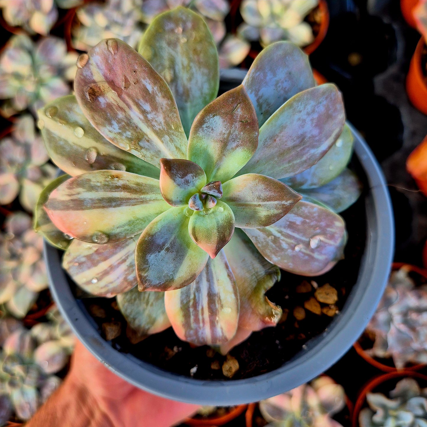 Graptopetalum superbem panaché