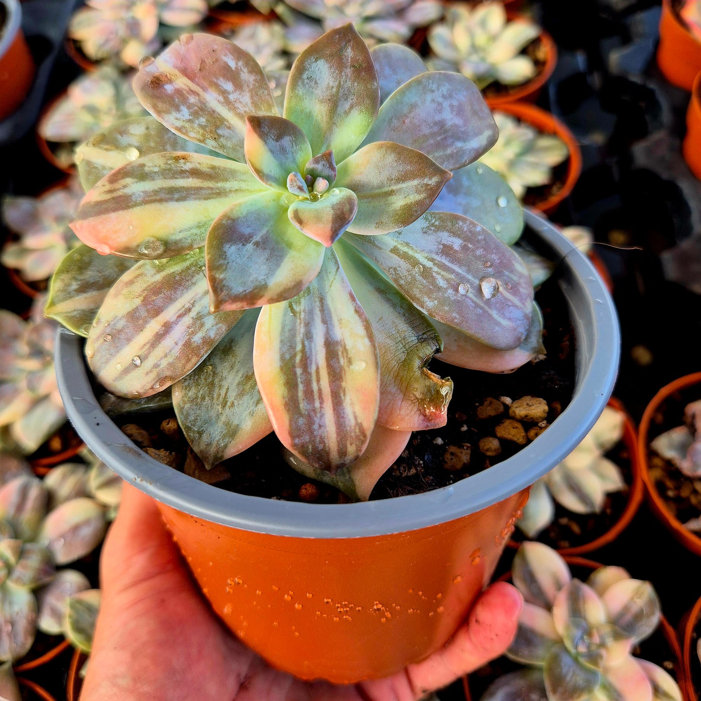 Graptopetalum superbem panaché