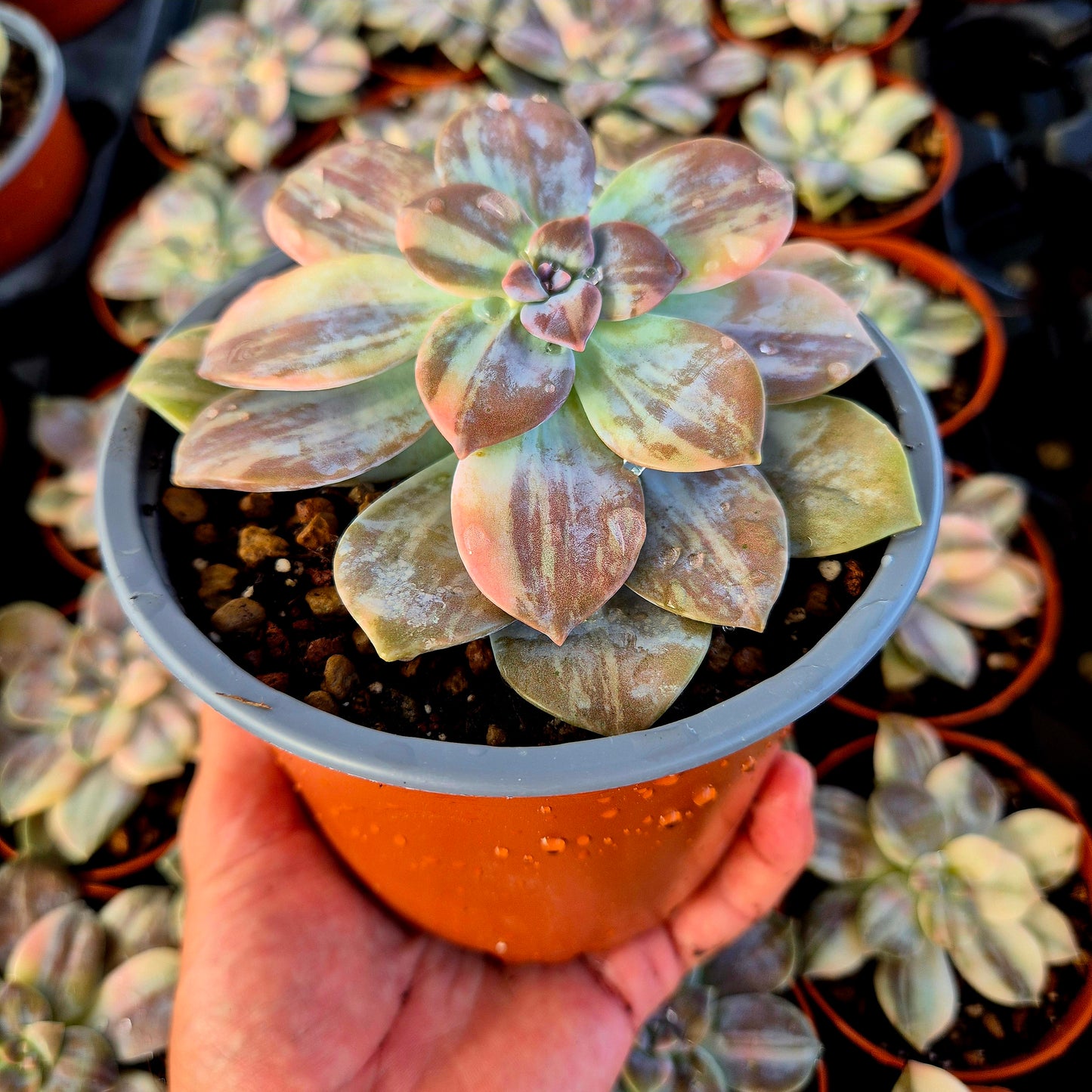 Graptopetalum superbem panaché