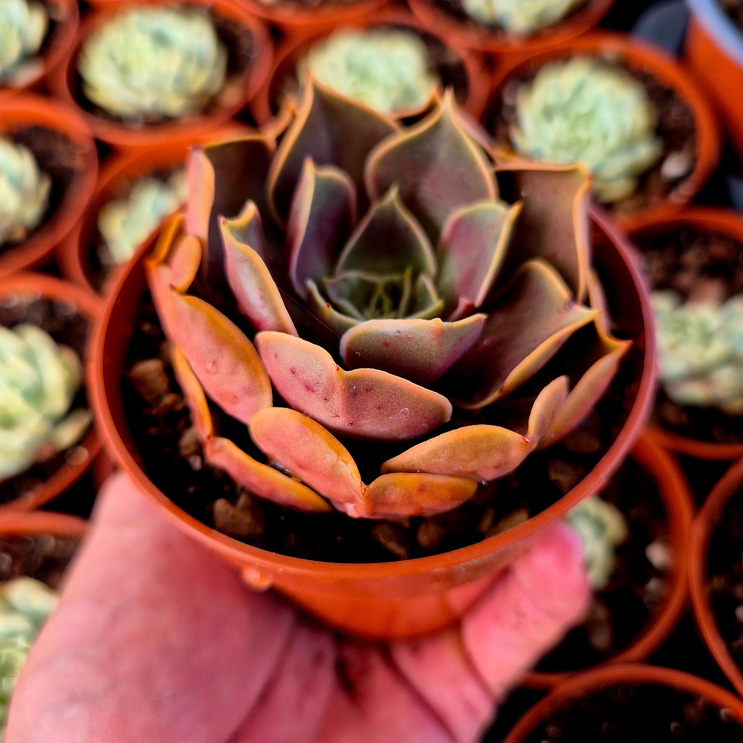 Verrues d'Echeveria « Red Light »