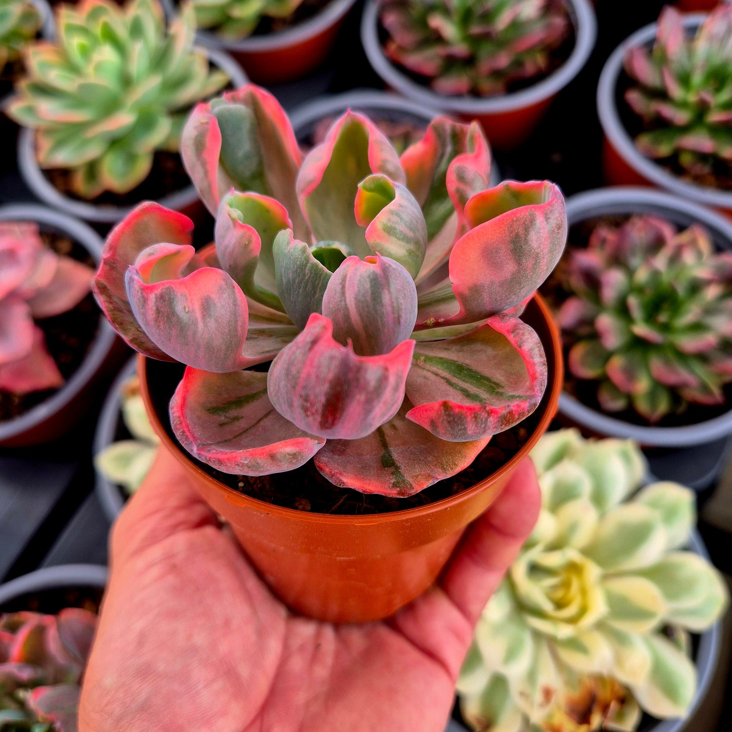 Echeveria "Beyonce" variegada