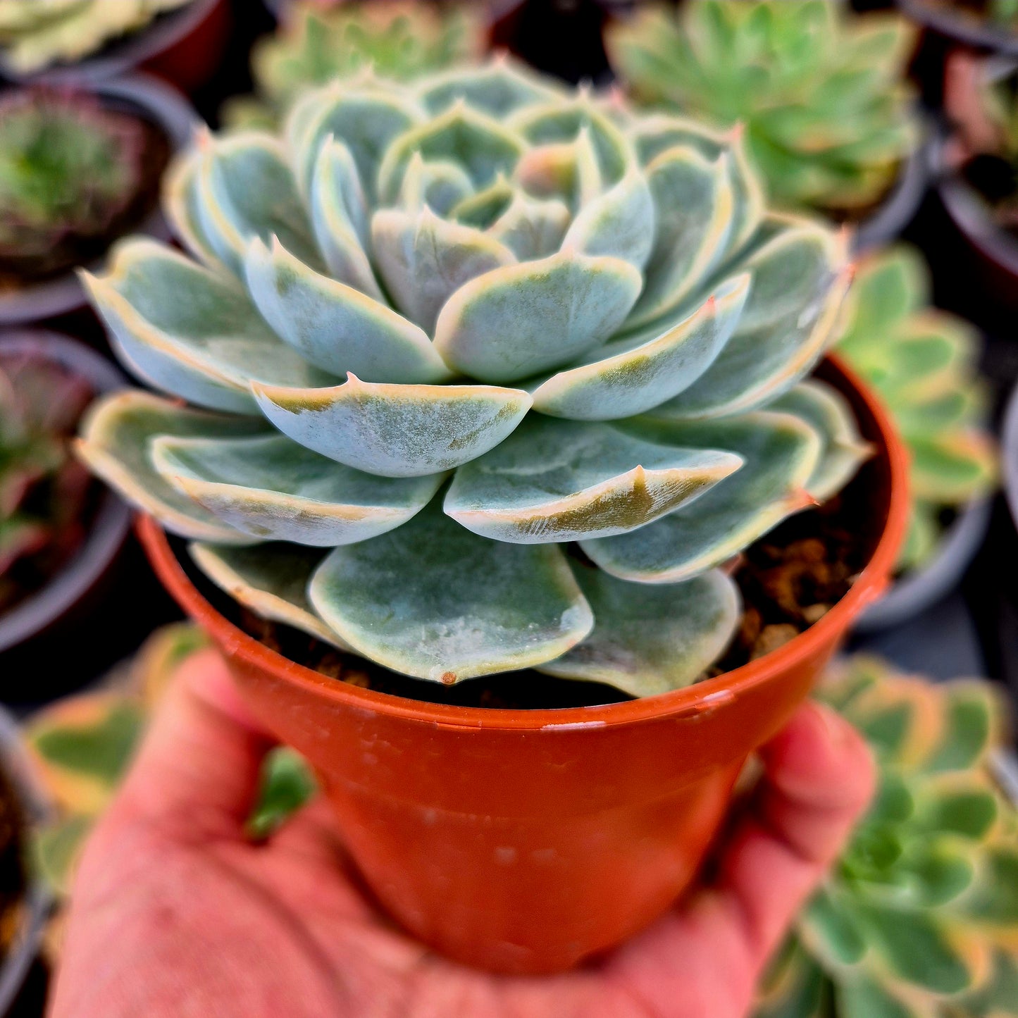 Echeveria "Blue Surprise" variegada