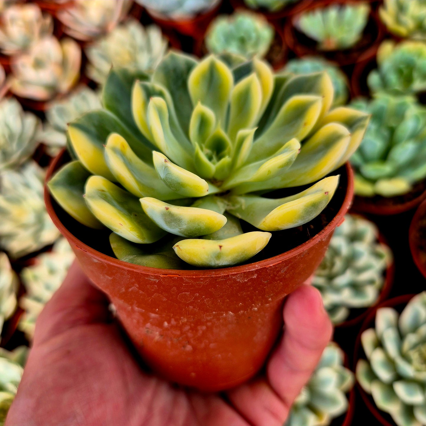 Echeveria "Bodhi Matcha" variegada