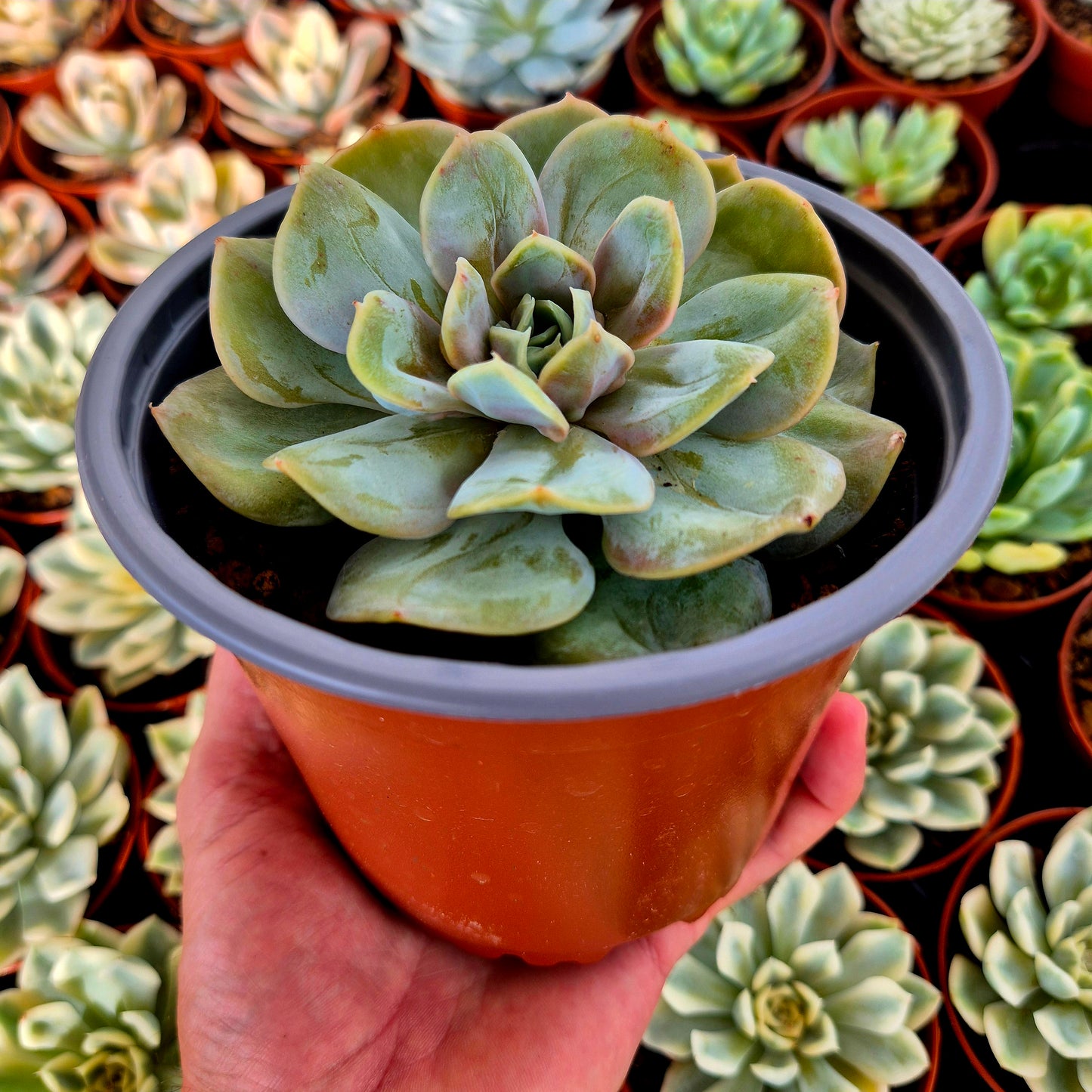 Verrues d'Echeveria « Blood Mood »