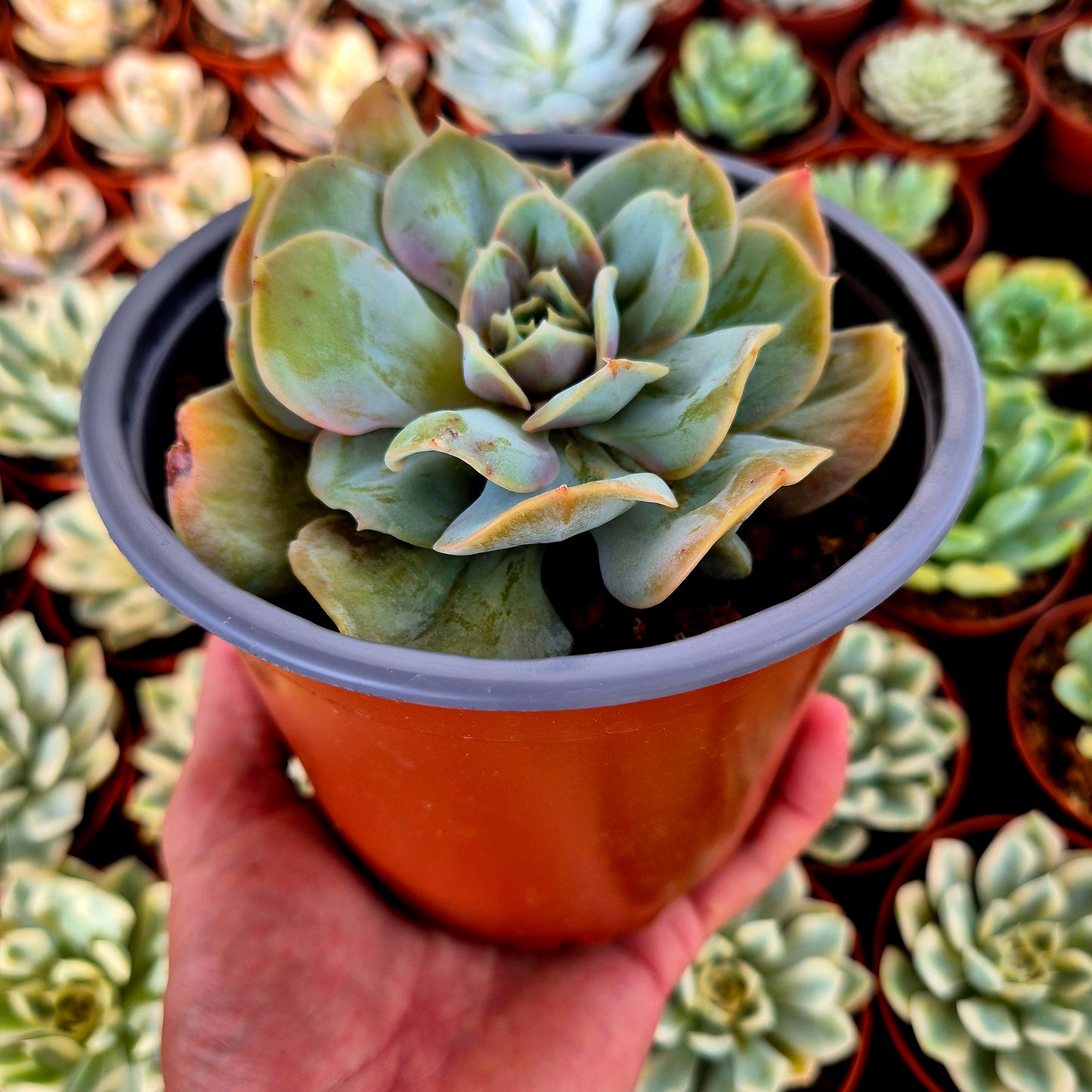 Verrues d'Echeveria « Blood Mood »