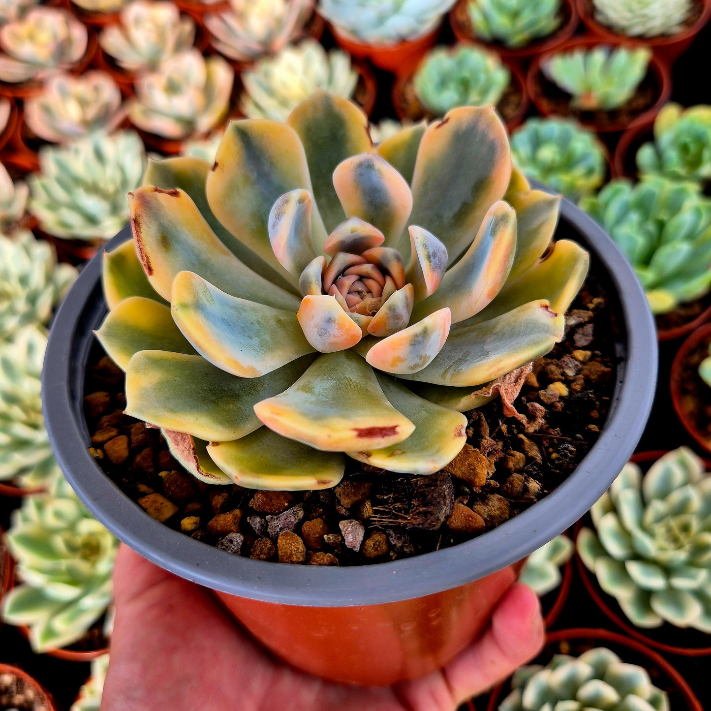 Echeveria « Tynie Burger » panaché