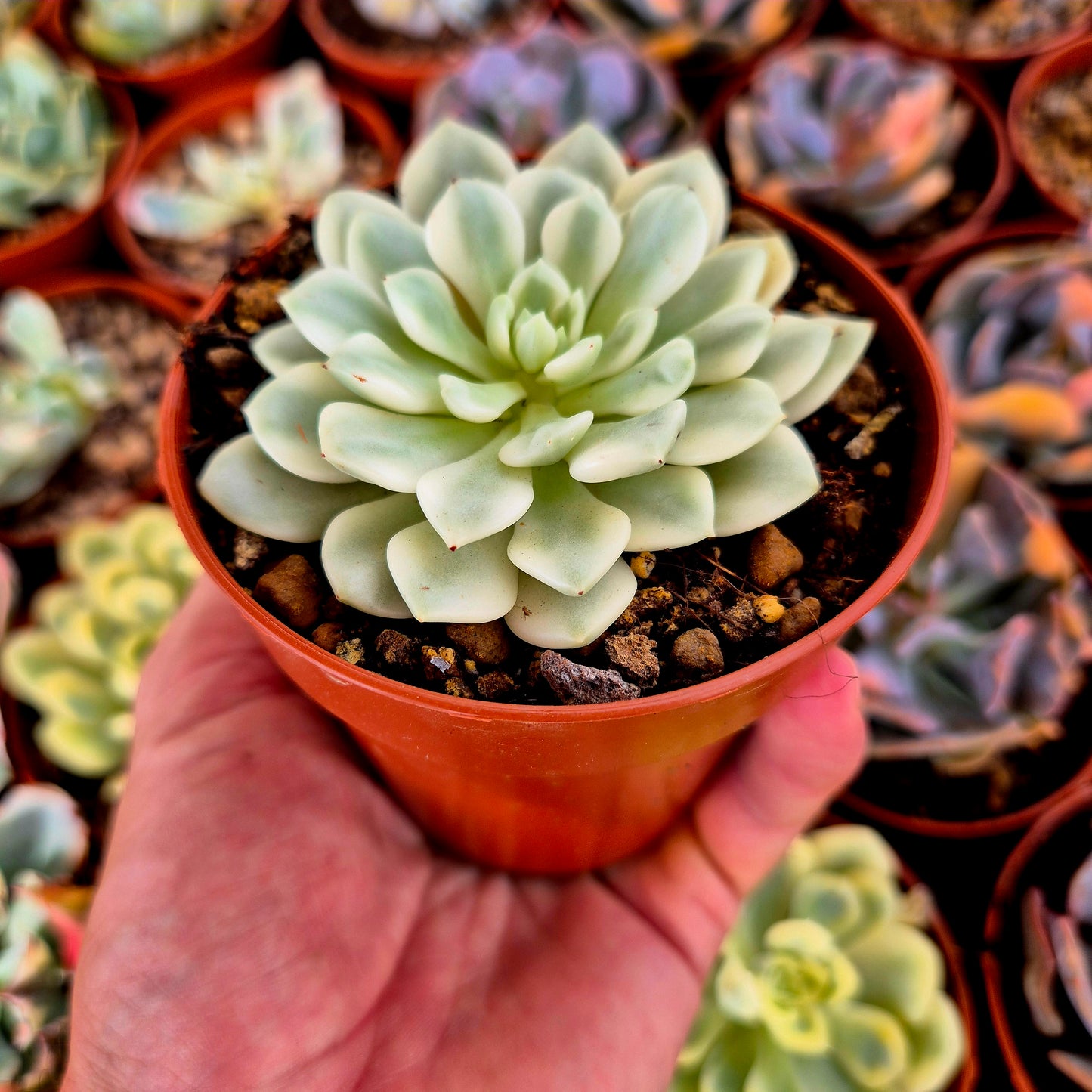 Sedeveria « White Ruby » panaché