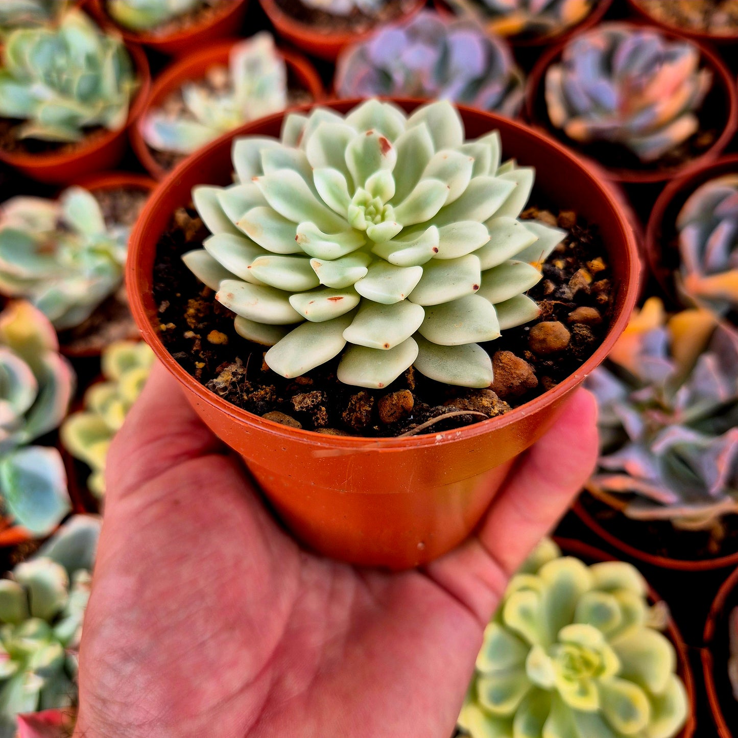 Sedeveria « White Ruby » panaché