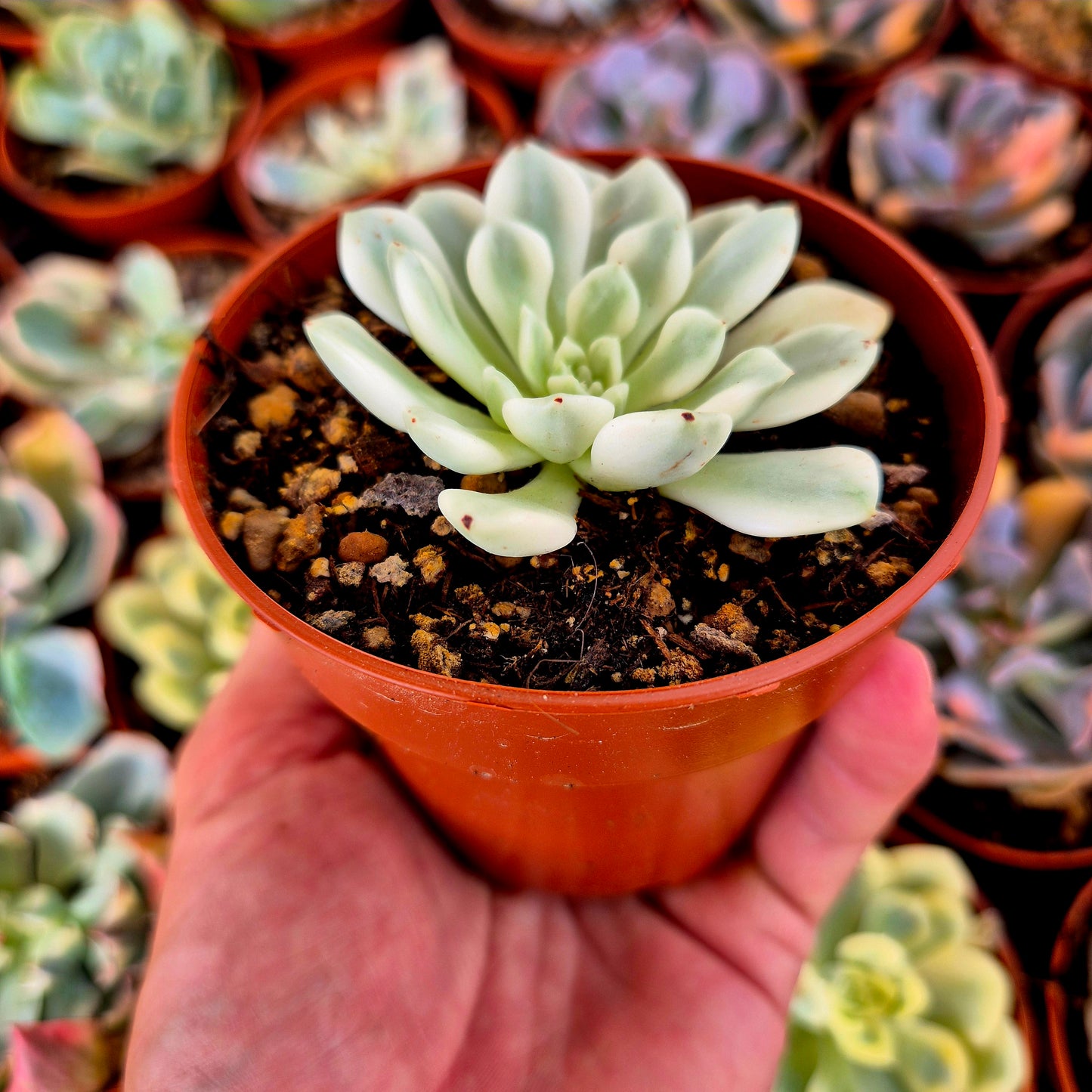 Sedeveria « White Ruby » panaché
