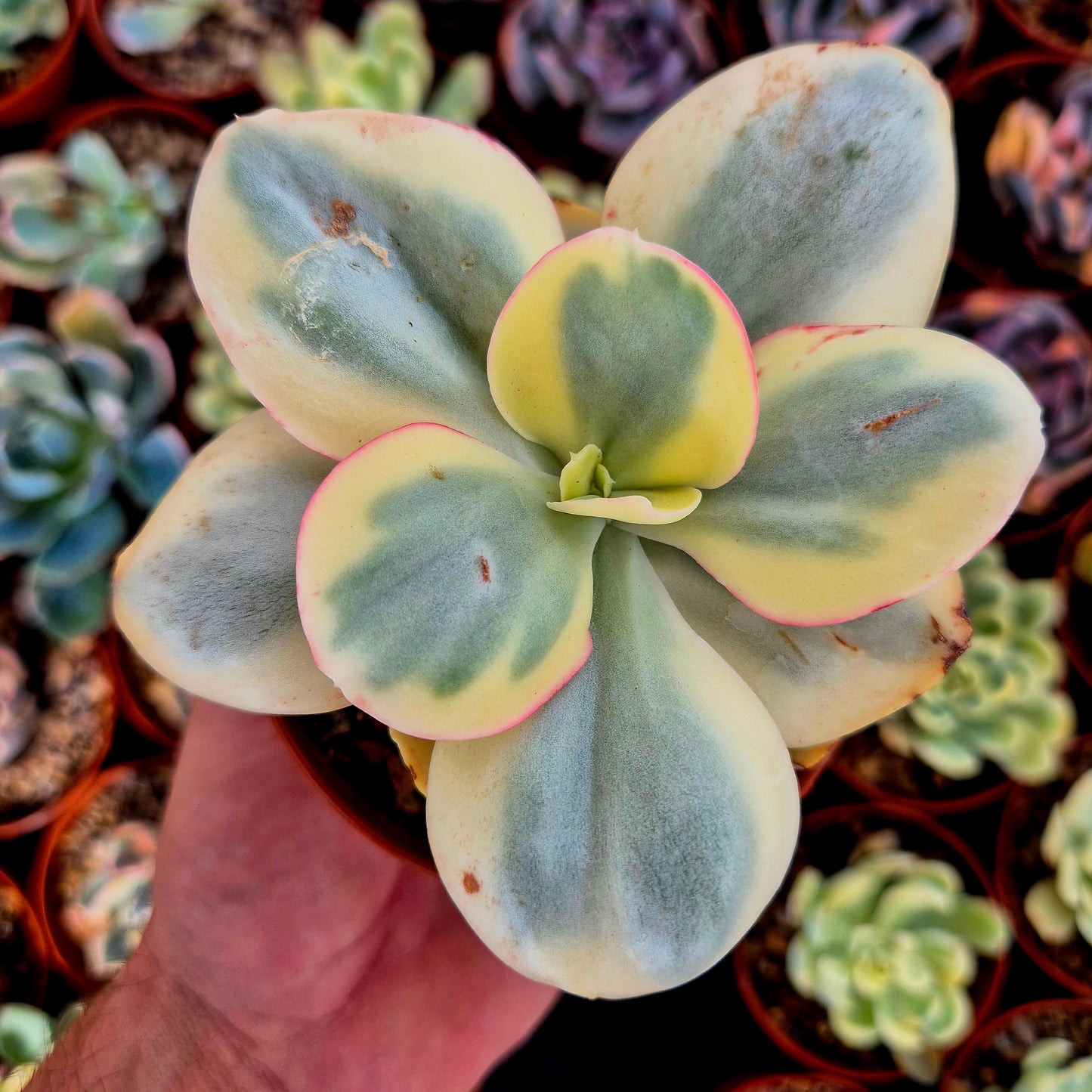 Echeveria « Suyon » panaché