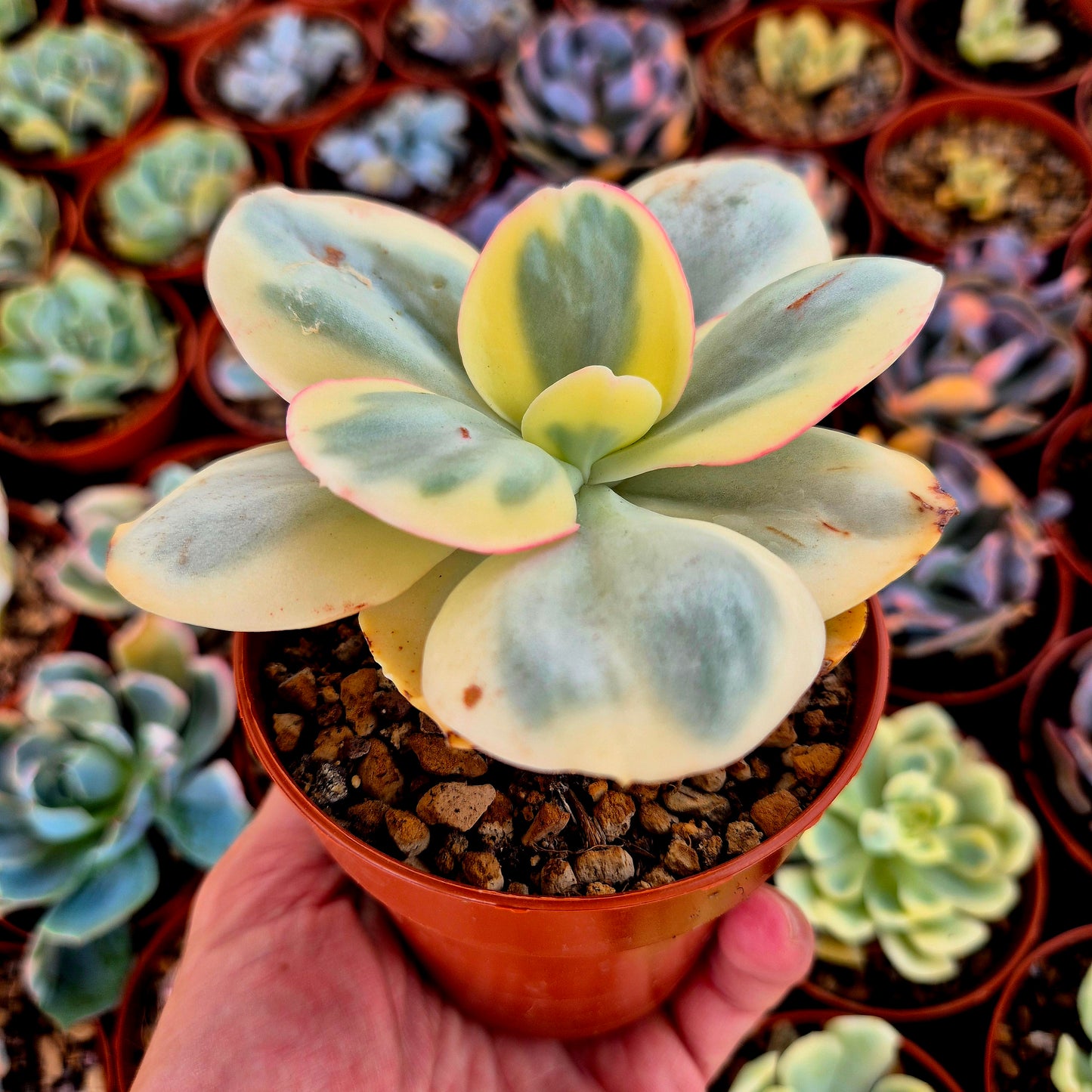 Echeveria « Suyon » panaché