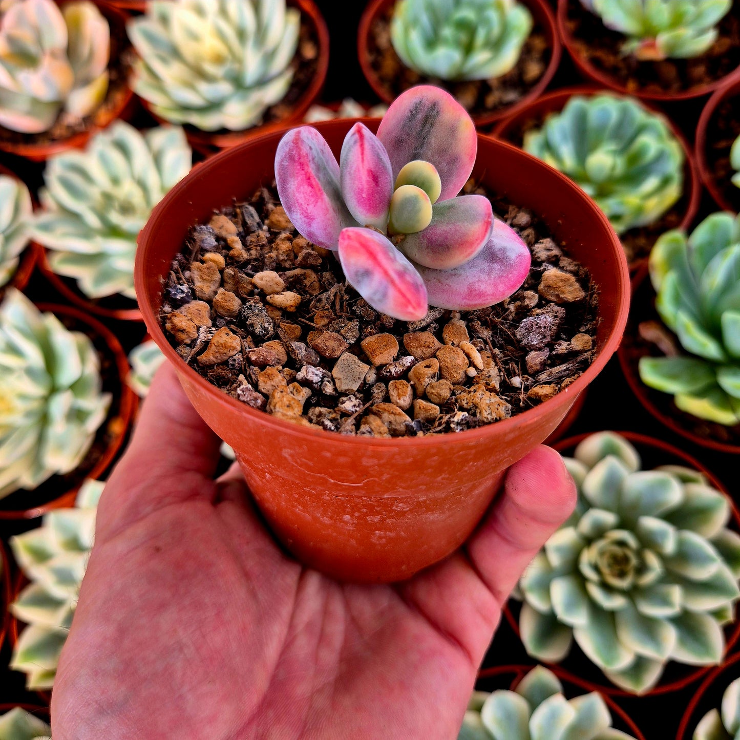 Cotyledon orbiculata var oophila variegado