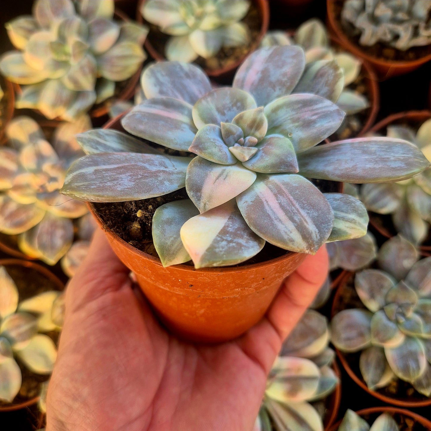 Graptopetalum superbum variegado