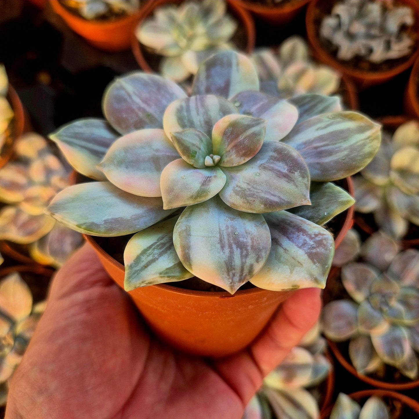Graptopetalum superbem panaché