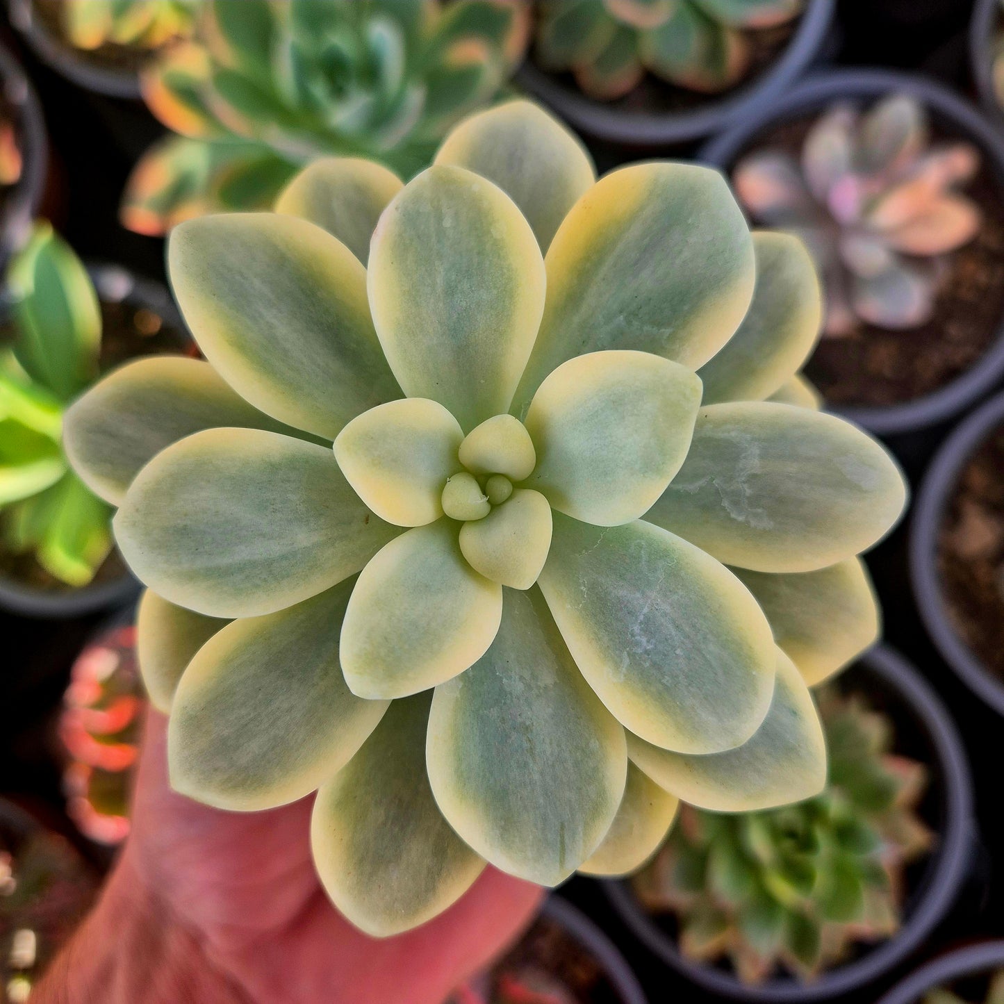 Graptosedum ‘Luoshen’ panaché