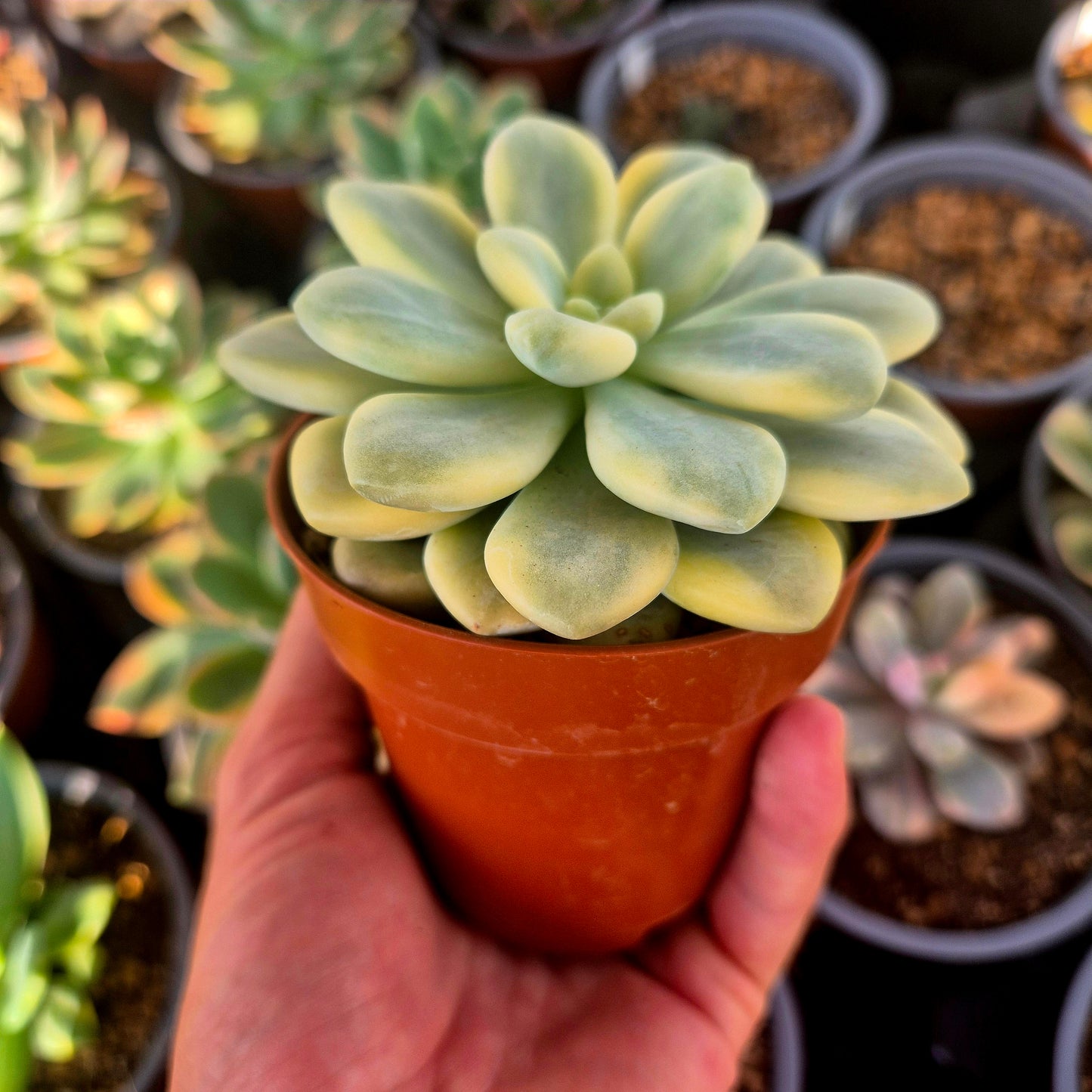 Graptosedum ‘Luoshen’ panaché