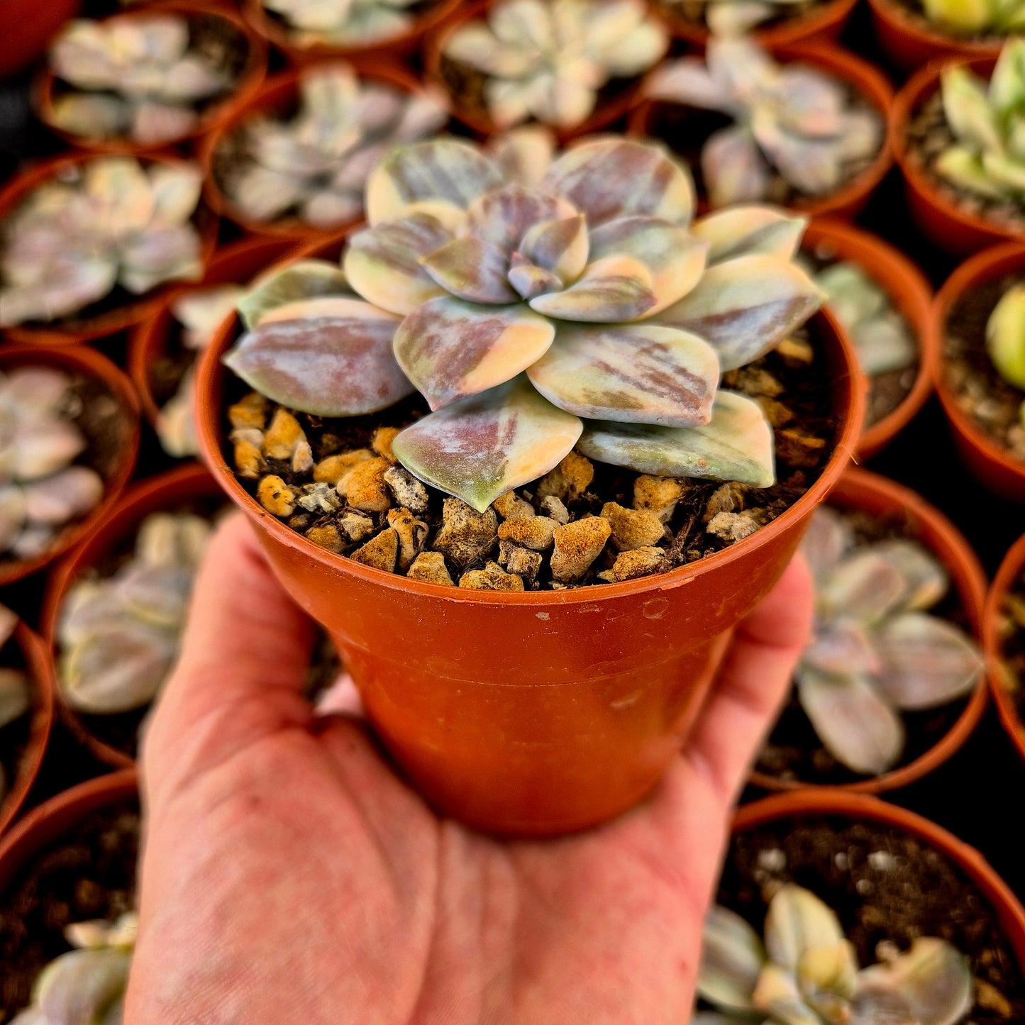 Graptopetalum superbum variegado