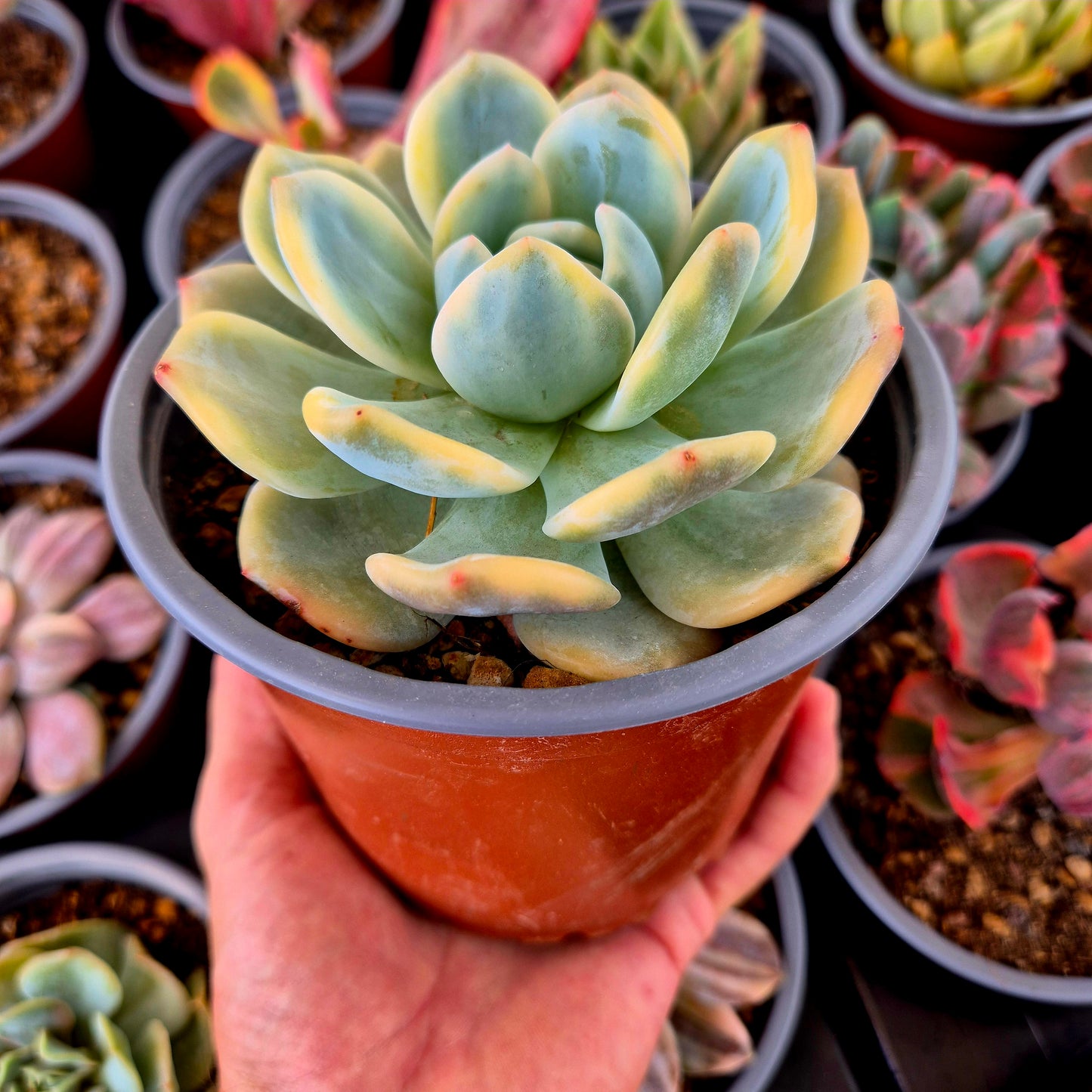 Echeveria "Monroe" panaché