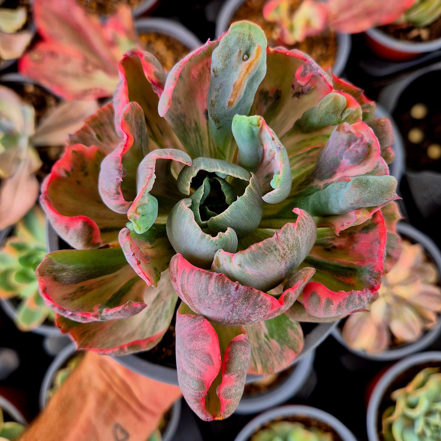 Echeveria "Beyonce" variegada XXL