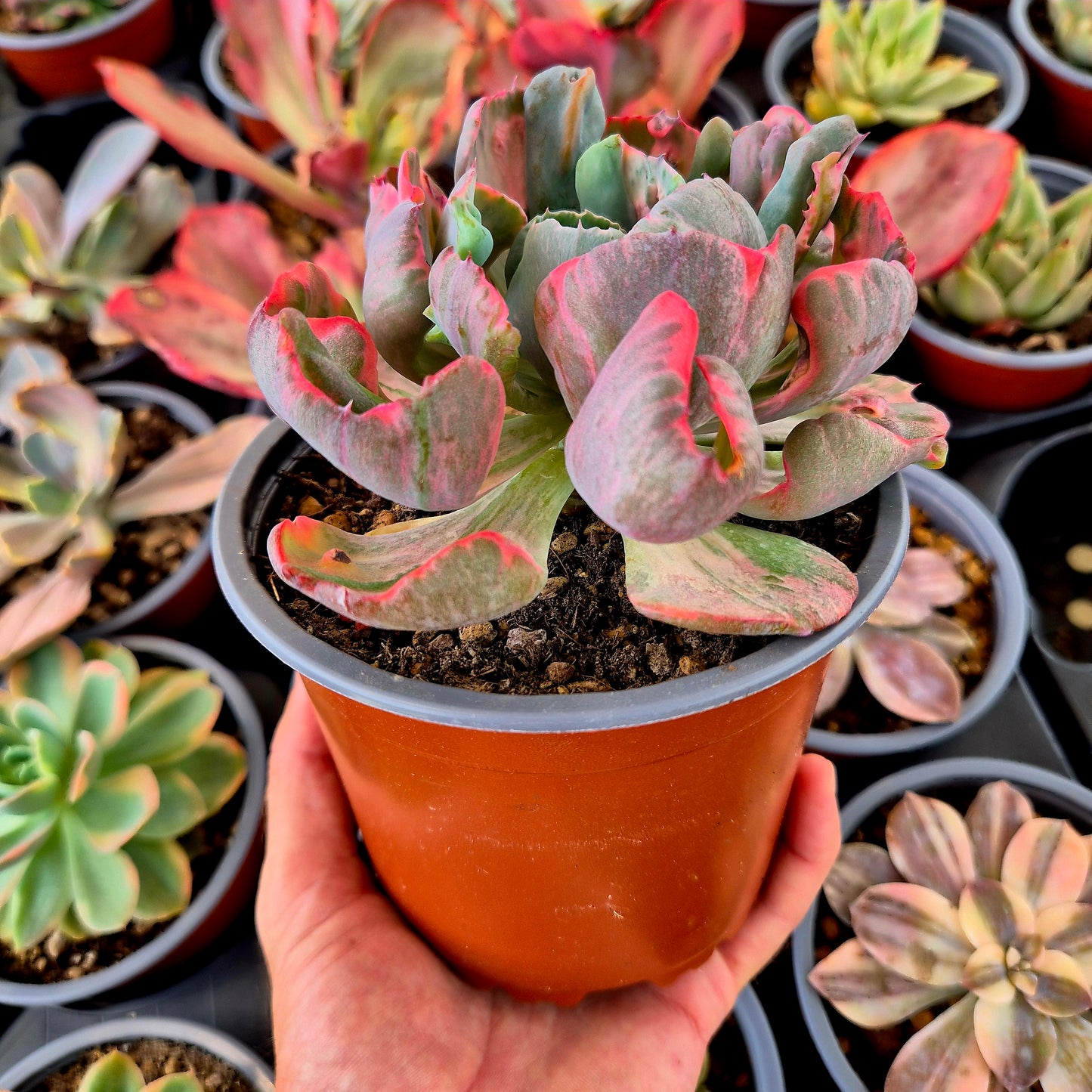 Echeveria "Beyonce" variegada XXL
