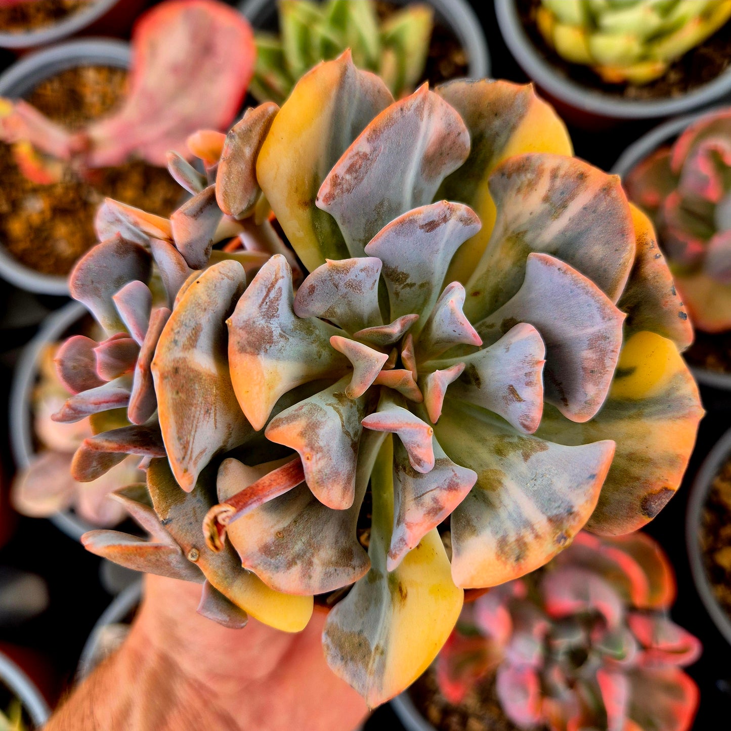 Echeveria "Cubic Frost" panaché
