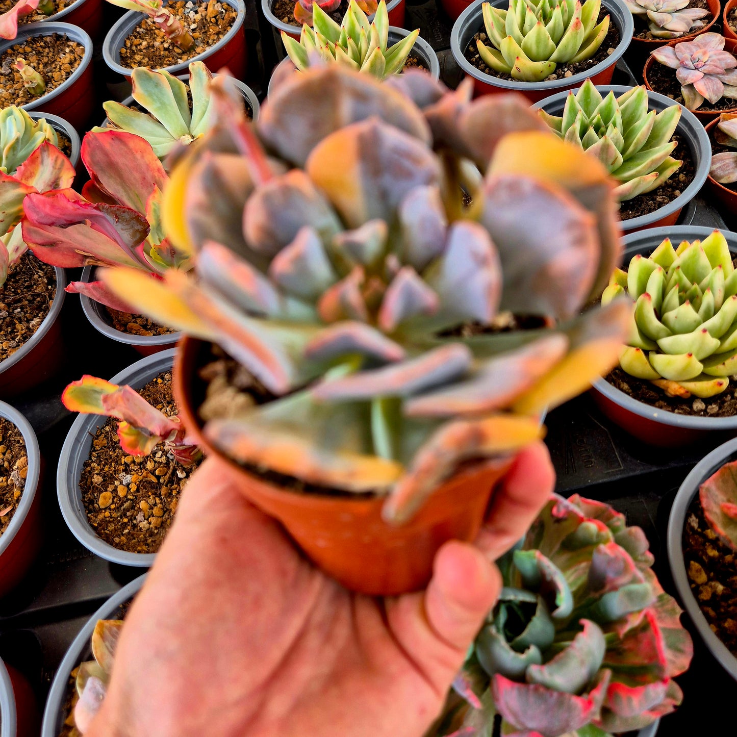 Echeveria "Cubic Frost" panaché