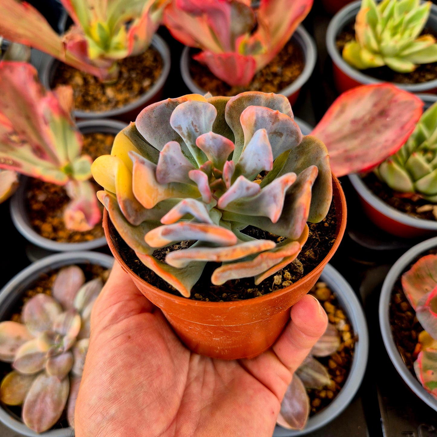Echeveria "Cubic Frost" panaché