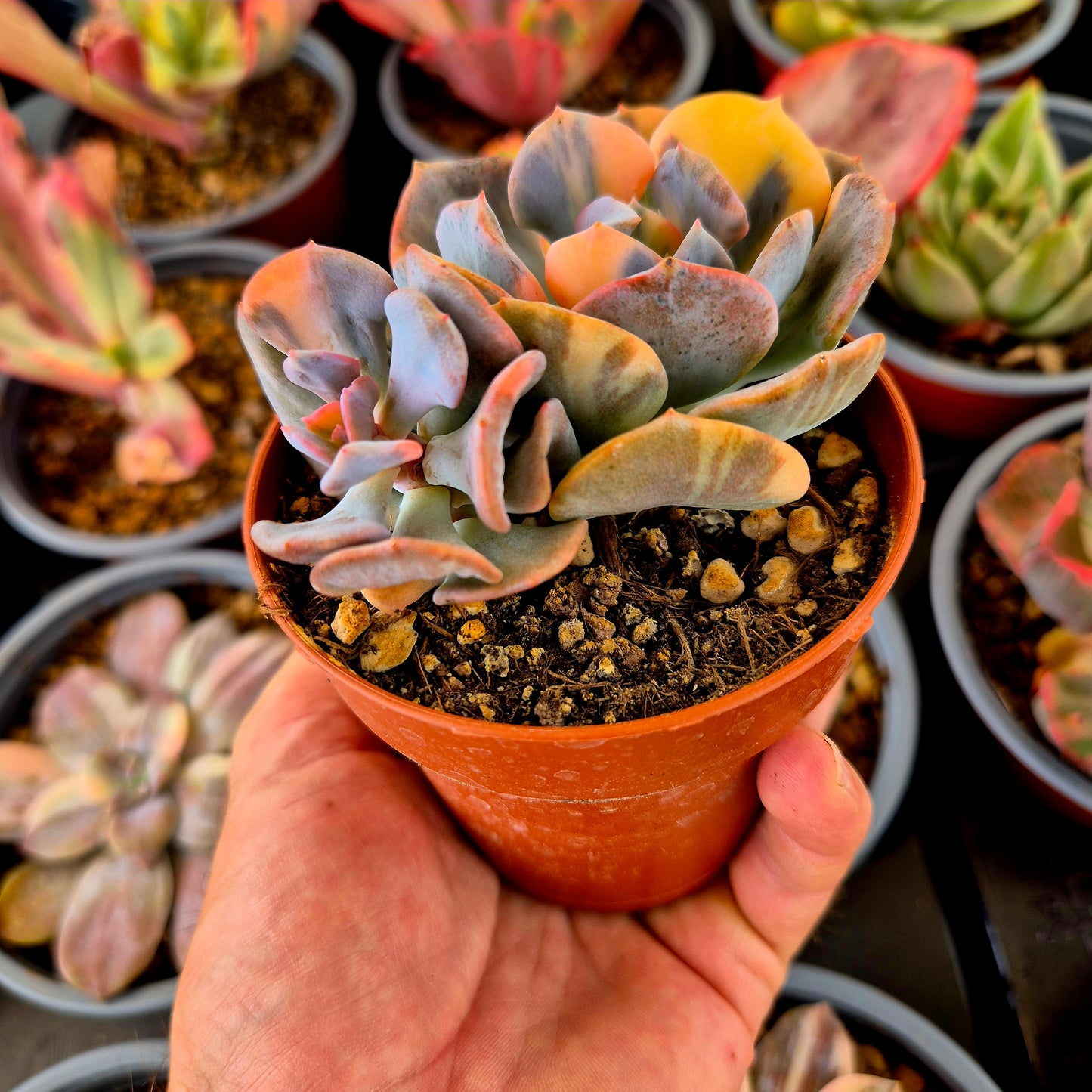 Echeveria "Cubic Frost" panaché