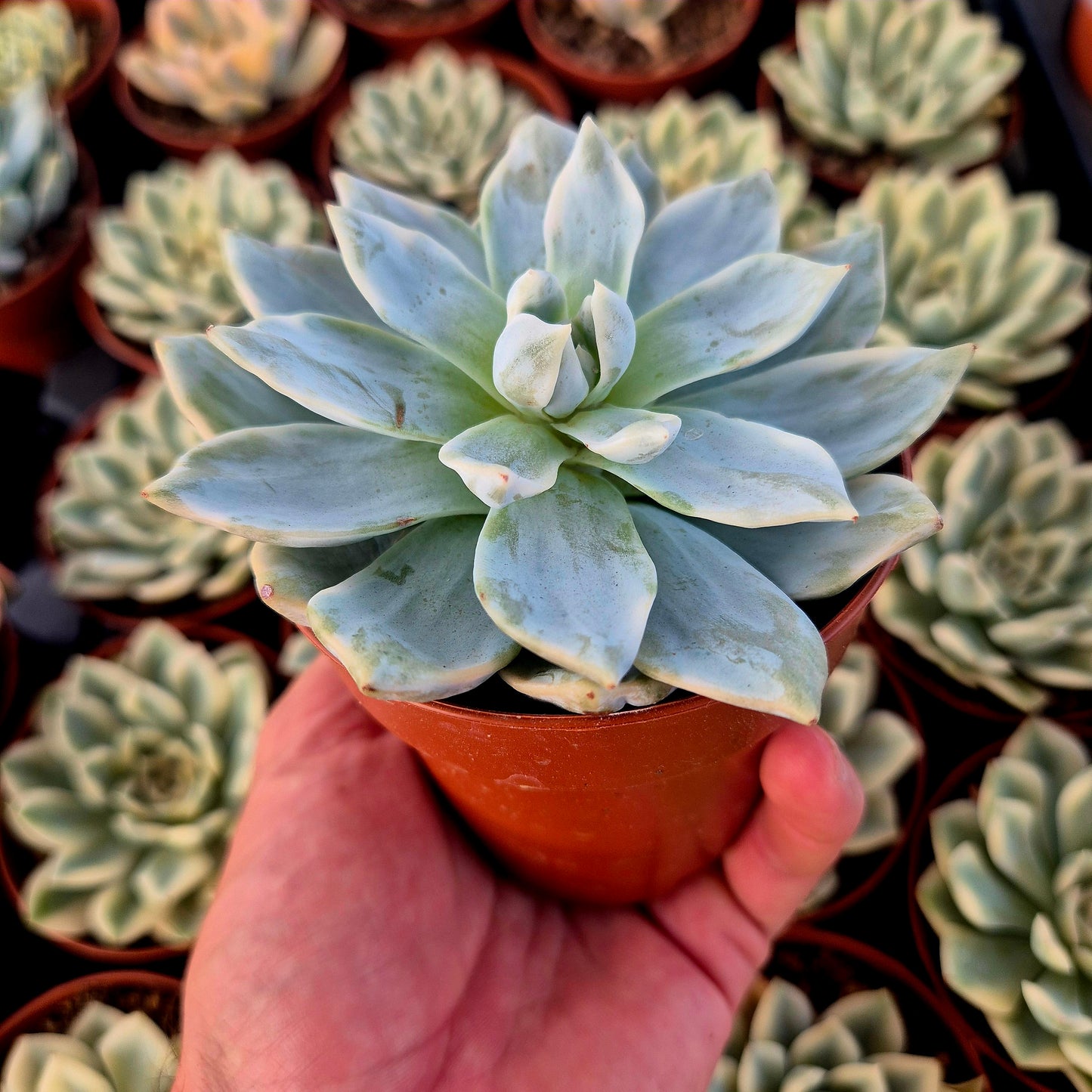 Echeveria "Blue Bird" variegada